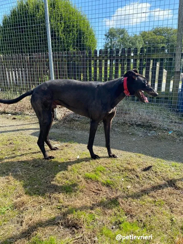 tom adozione greyhound 1