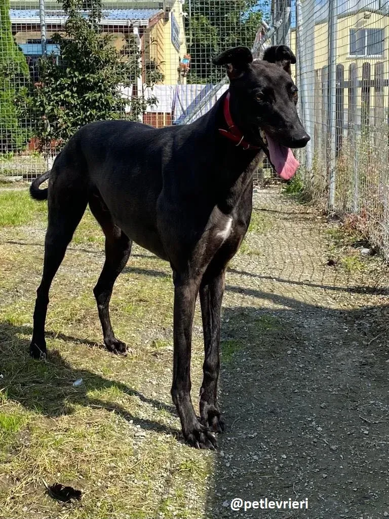 tom adozione greyhound 2