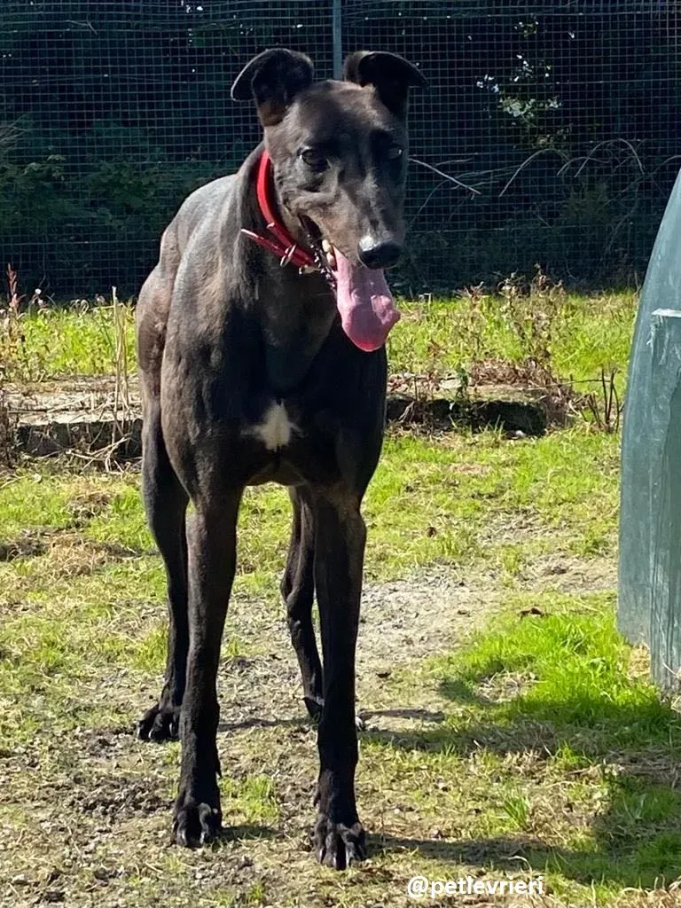 tom adozione greyhound 3