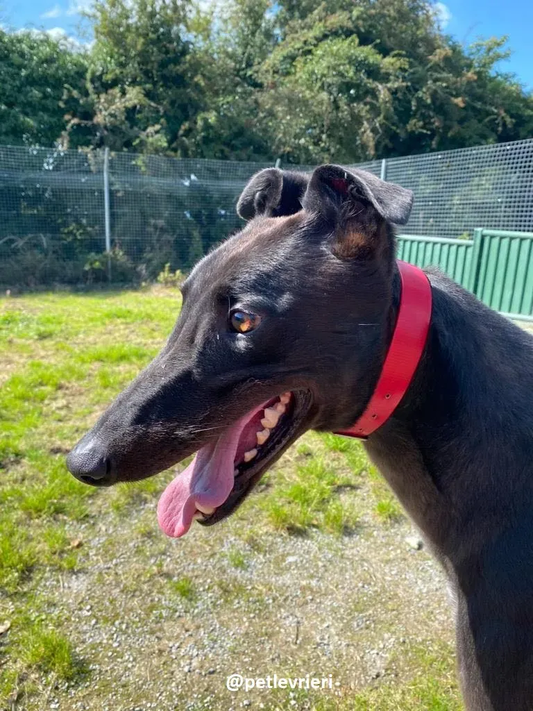 tom adozione greyhound 4