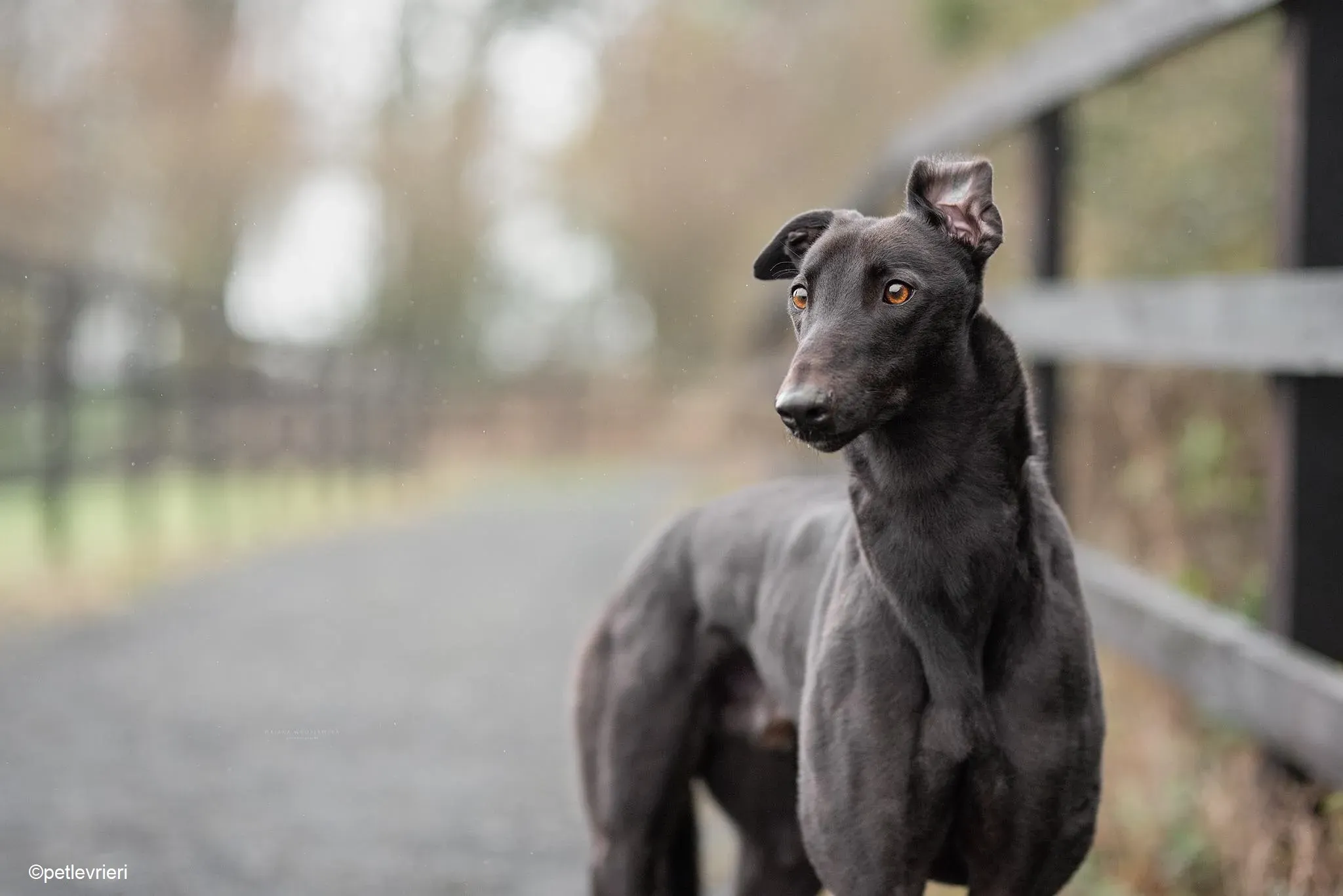 tom adozione levrieri greyhound 1 1