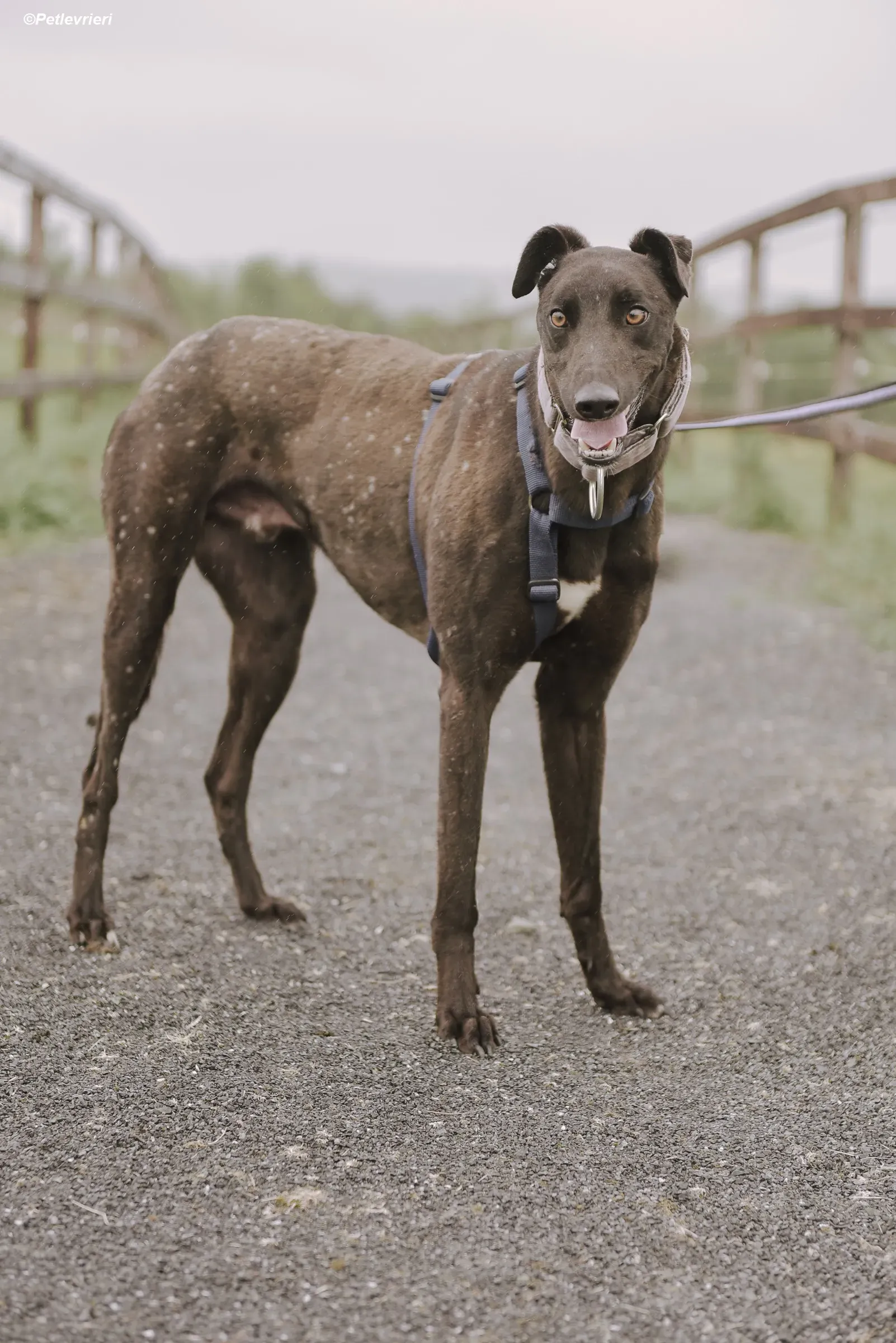 tom adozione levrieri greyhound 1