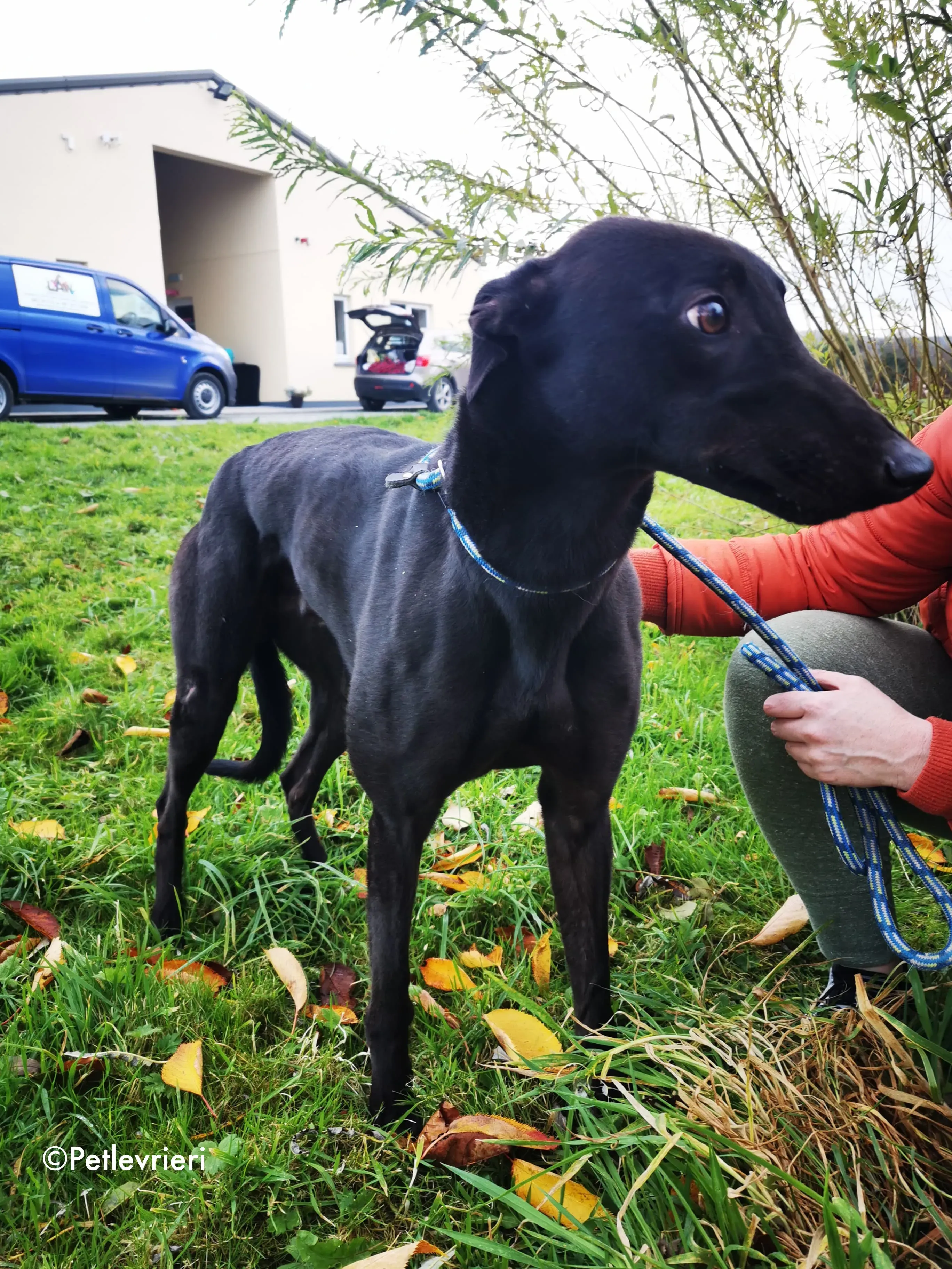 tom adozione levrieri greyhound 11