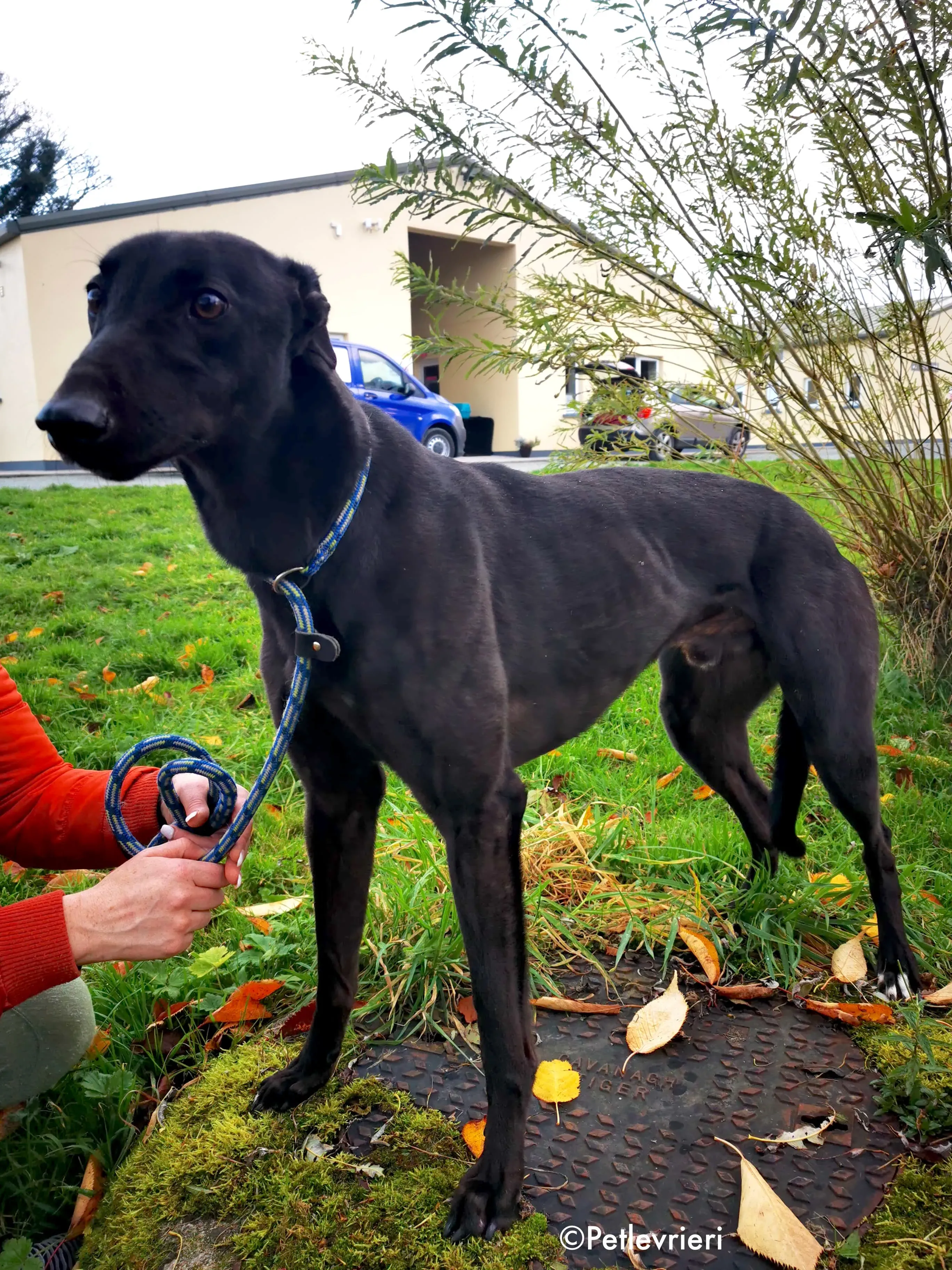 tom adozione levrieri greyhound 15