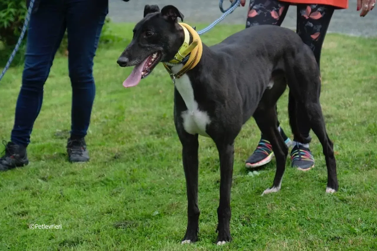 tom adozione levrieri greyhound 16