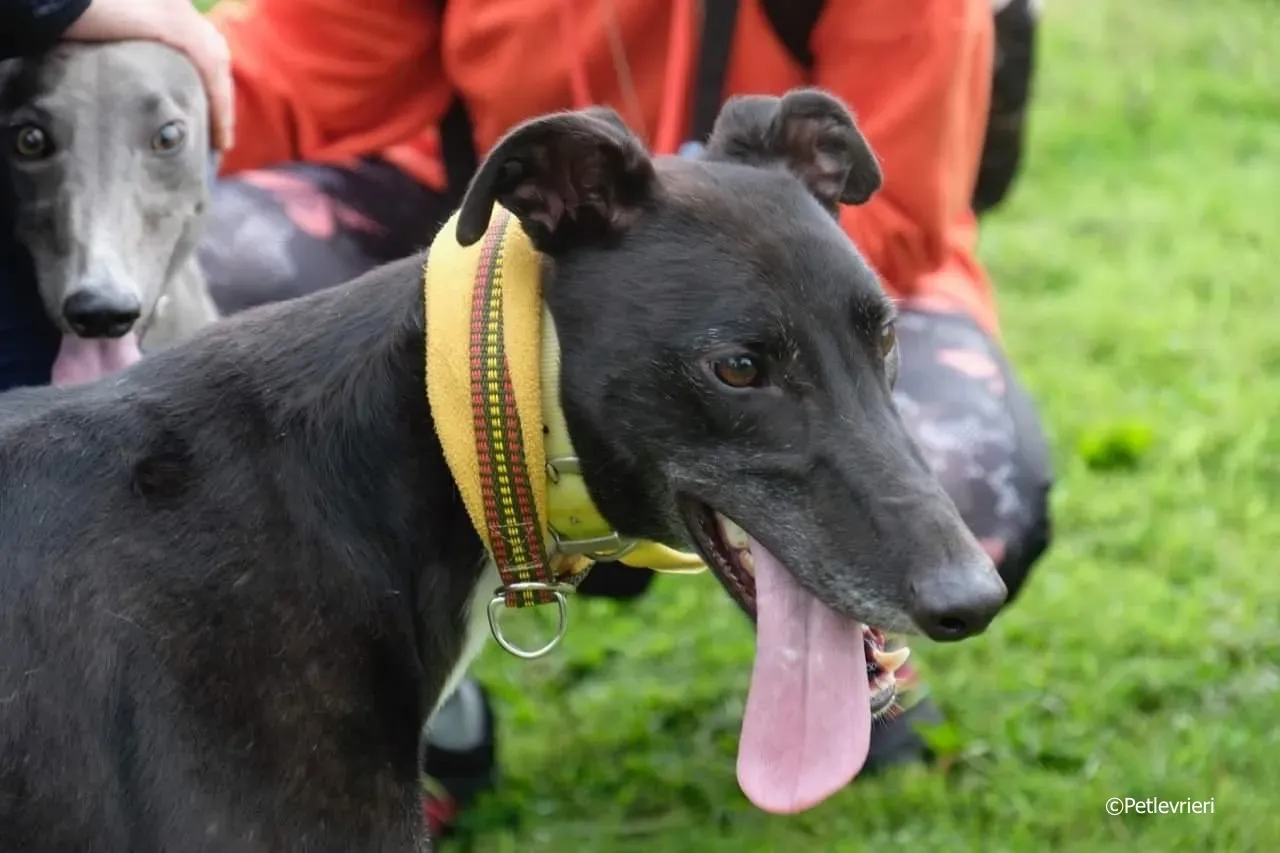 tom adozione levrieri greyhound 17