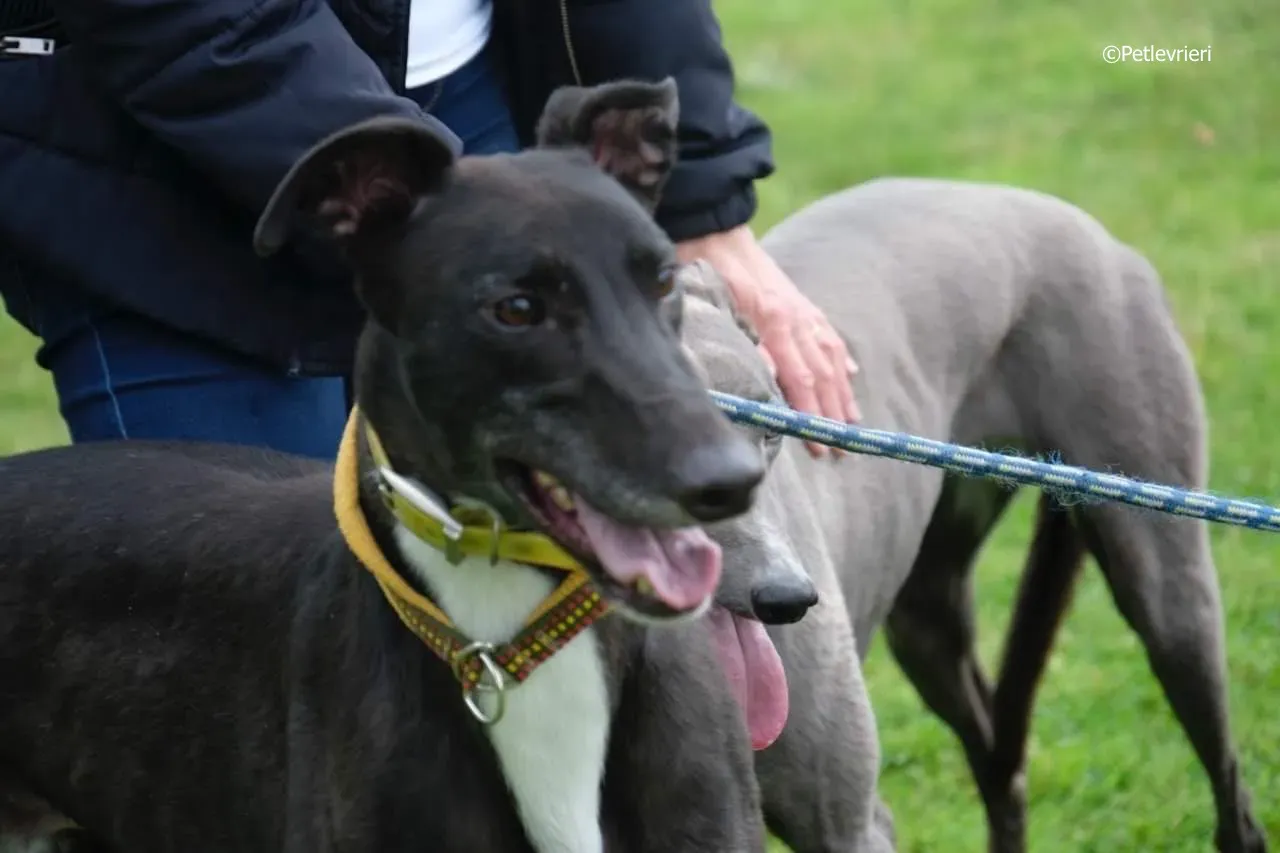 tom adozione levrieri greyhound 18