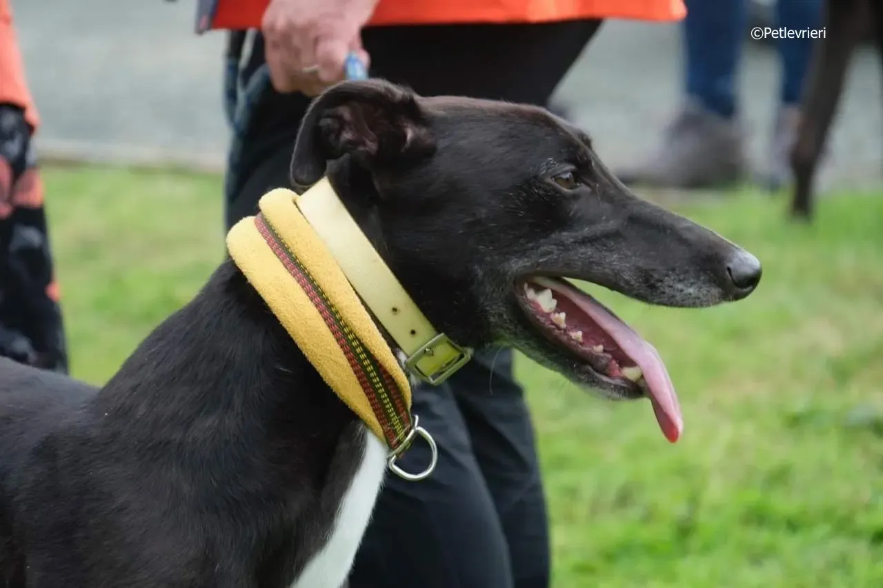 tom adozione levrieri greyhound 19