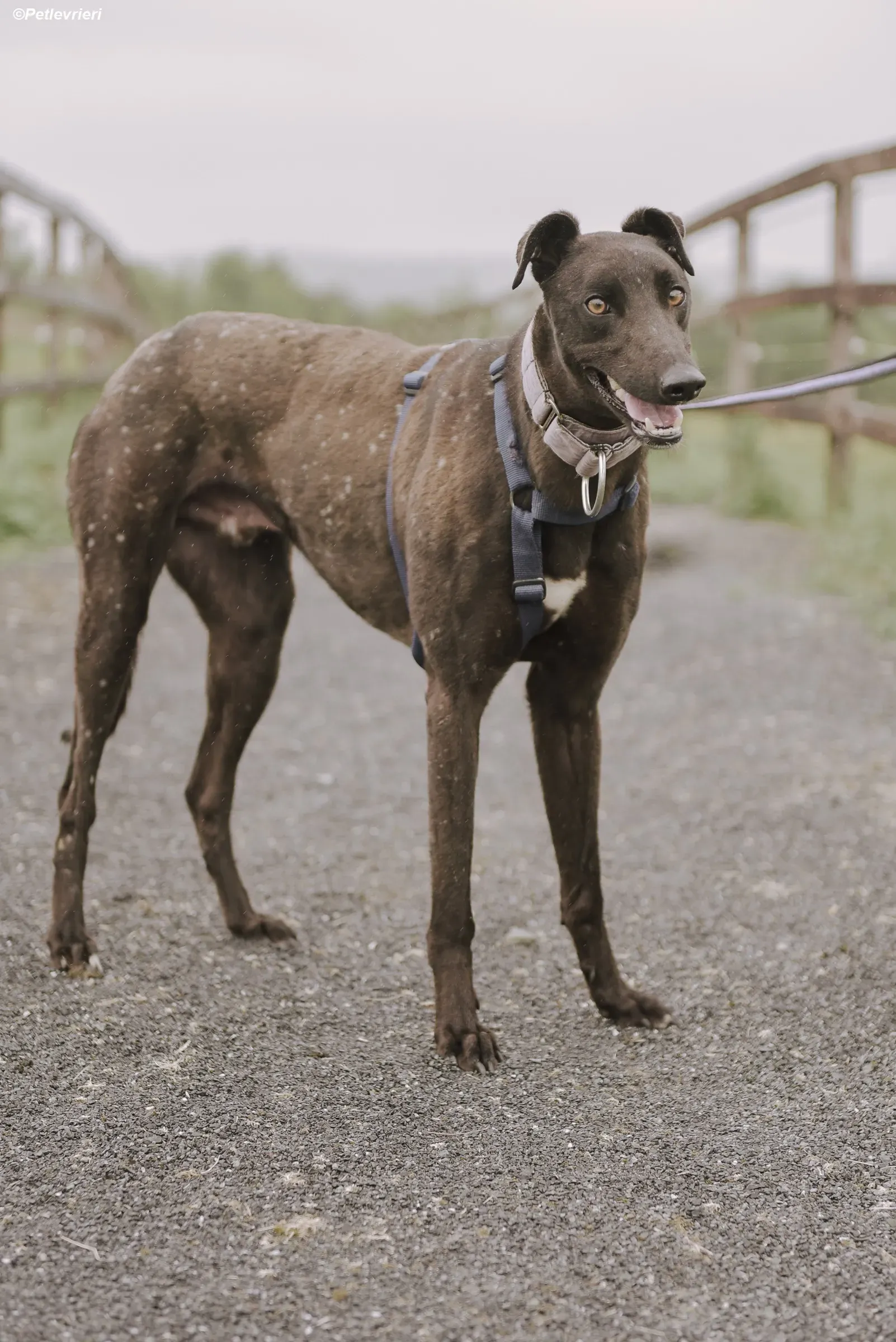 tom adozione levrieri greyhound 2