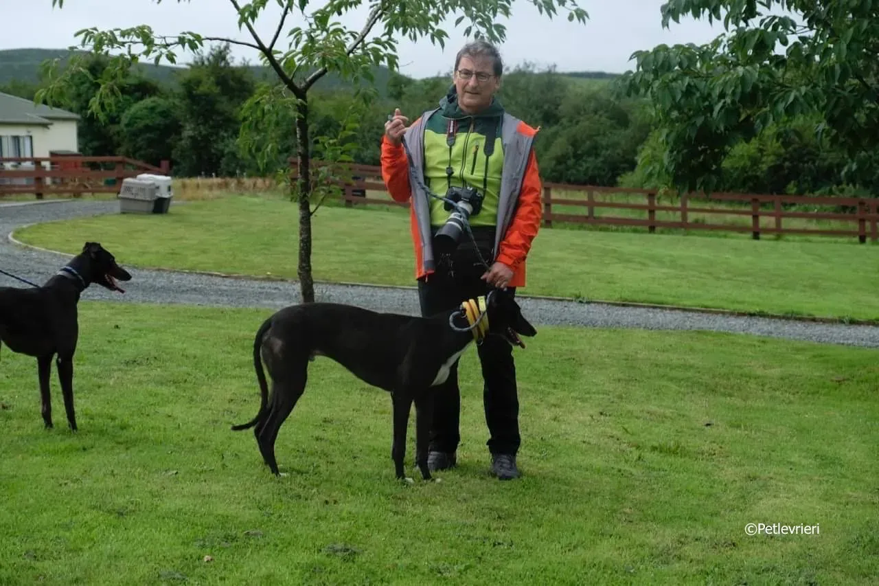 tom adozione levrieri greyhound 20