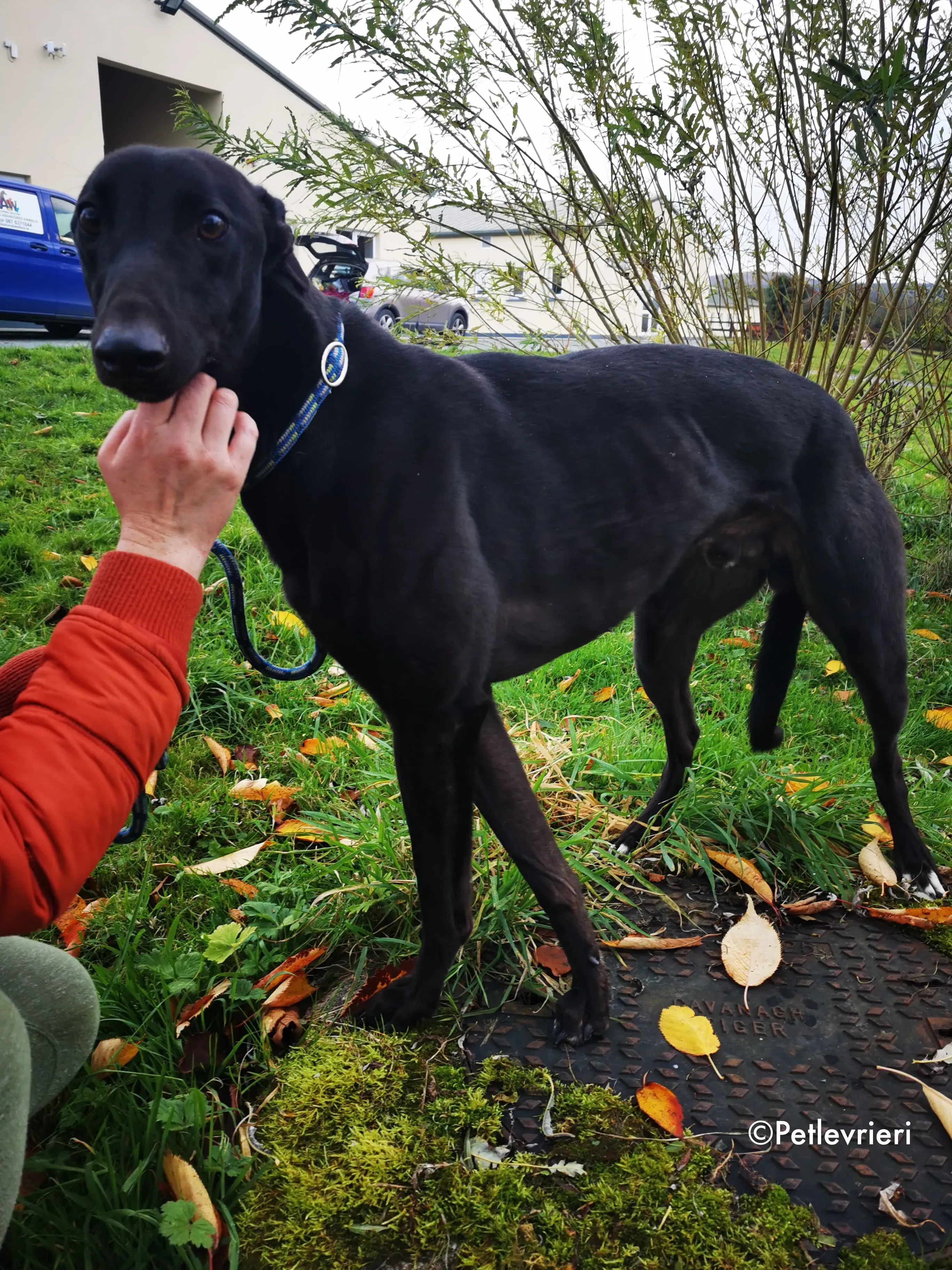 tom adozione levrieri greyhound 10