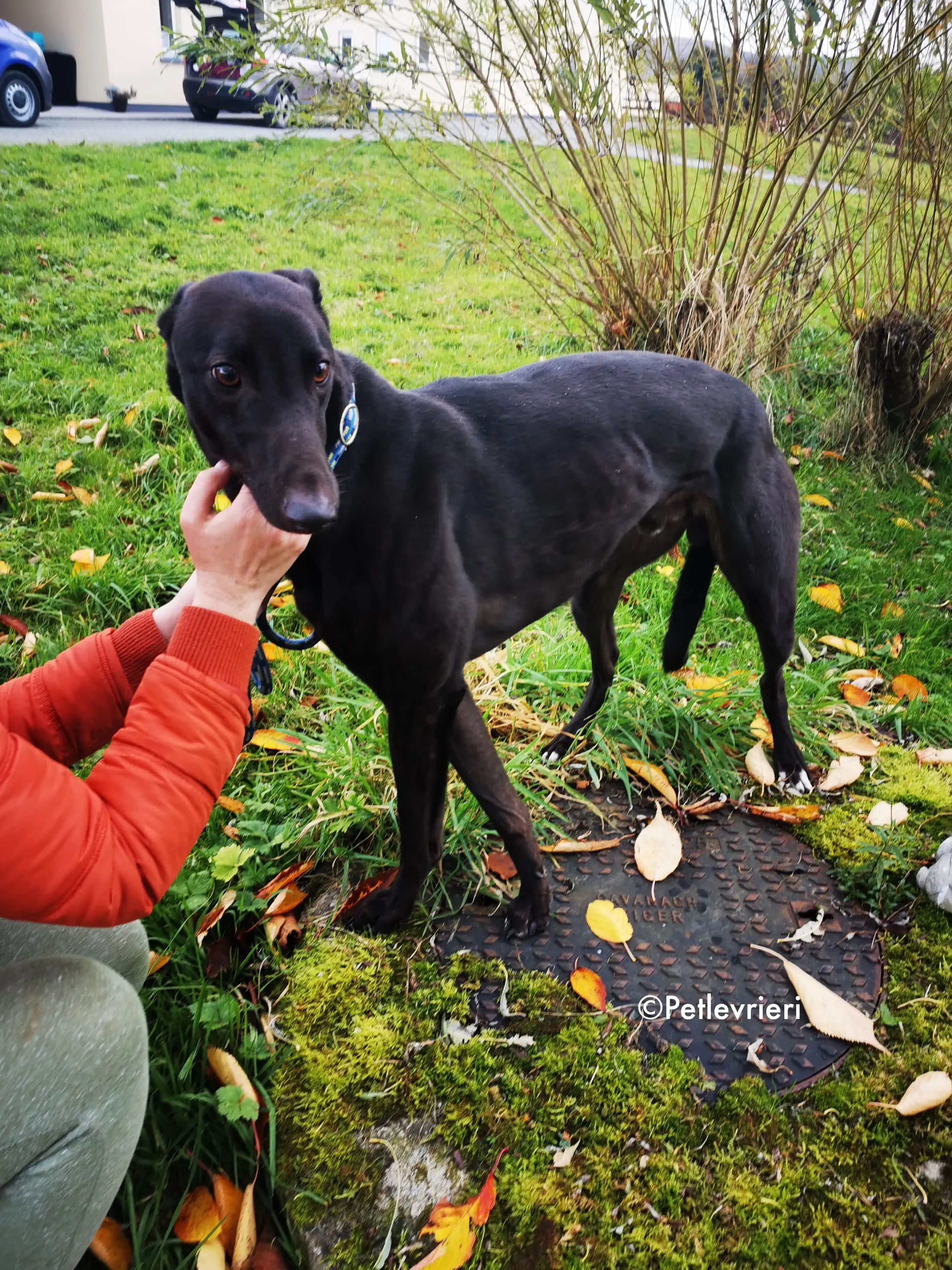 tom adozione levrieri greyhound 12