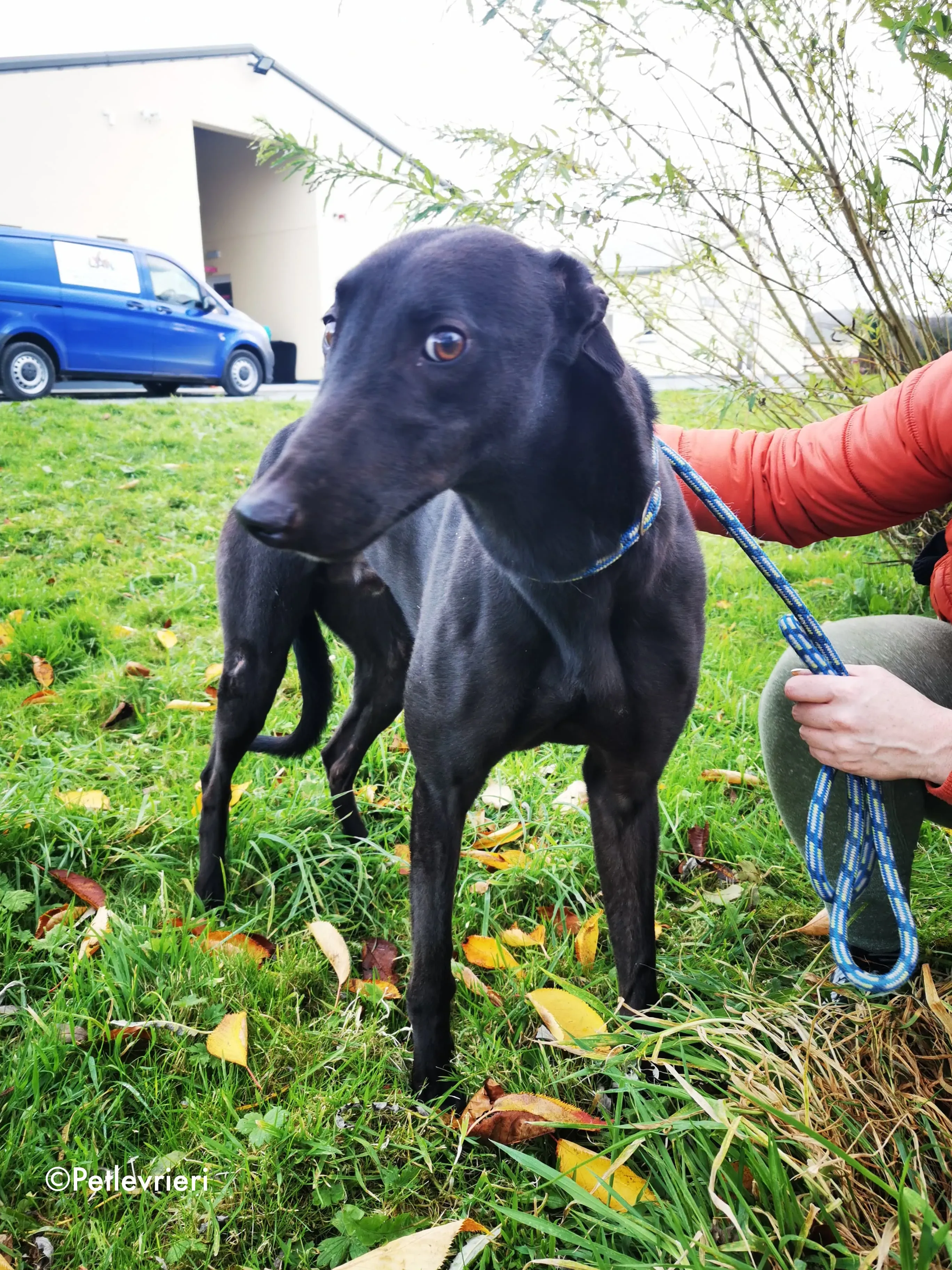 tom adozione levrieri greyhound 13