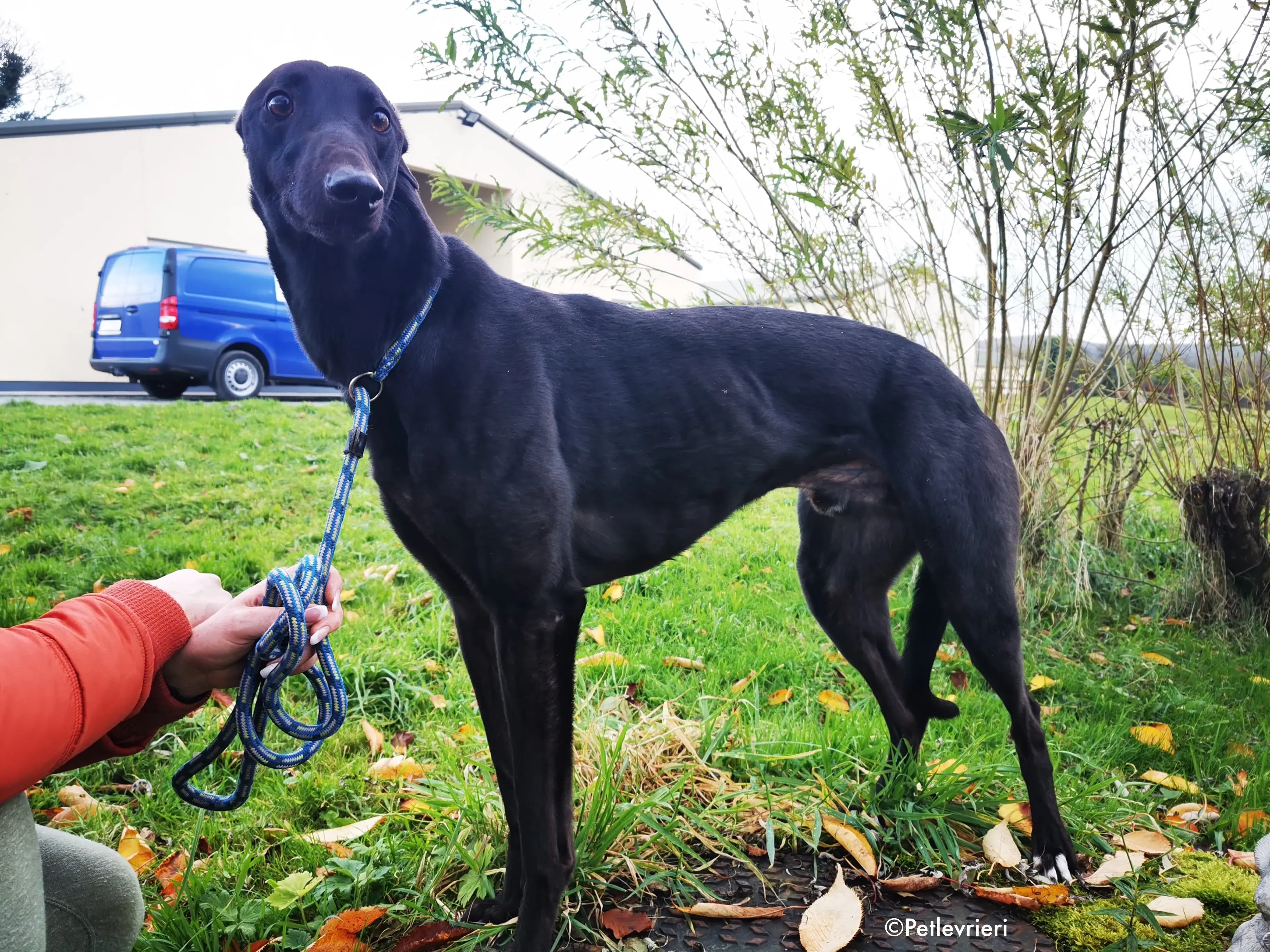 tom adozione levrieri greyhound 14