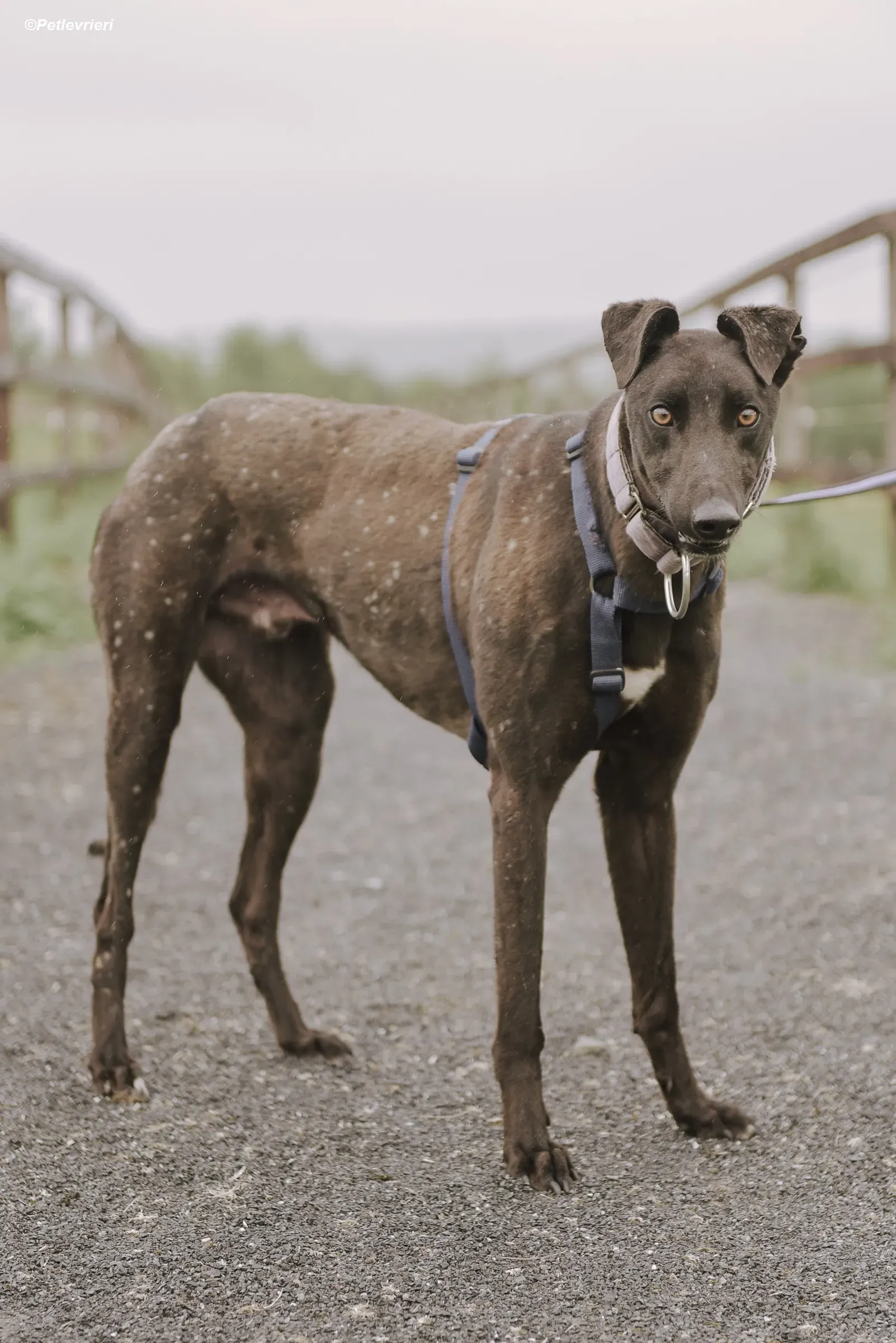 tom adozione levrieri greyhound 3
