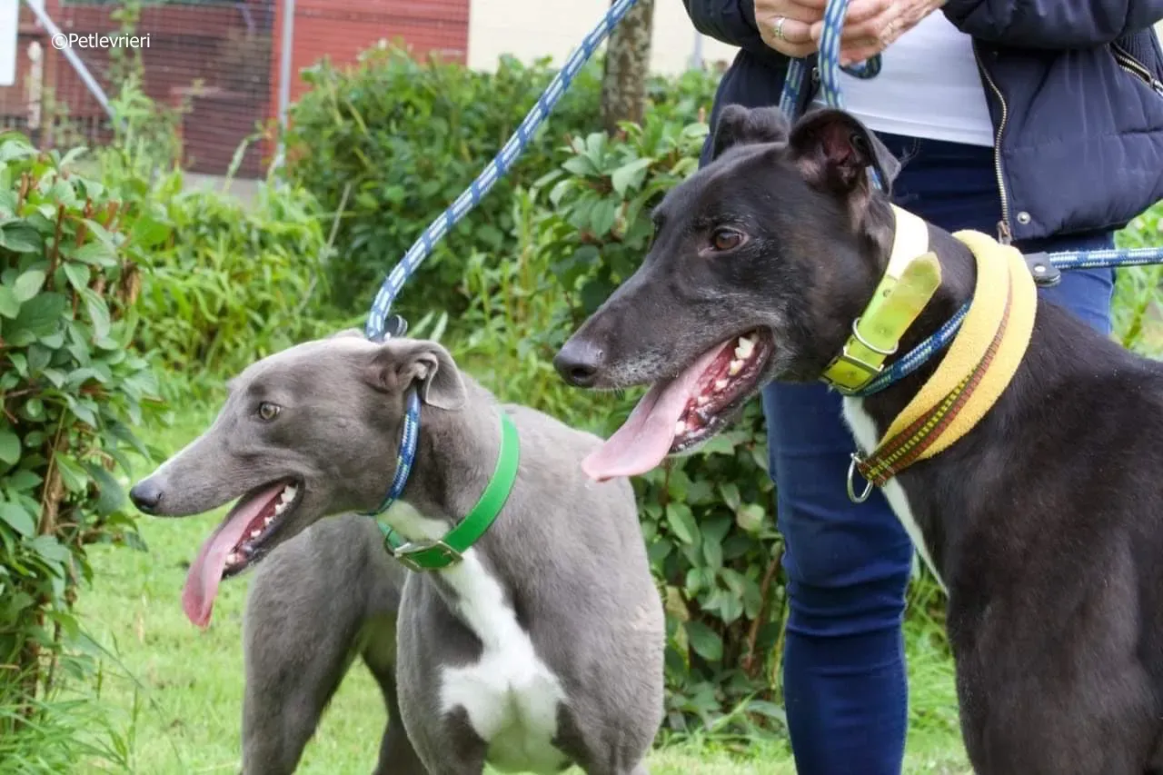 tom adozione levrieri greyhound 4 1