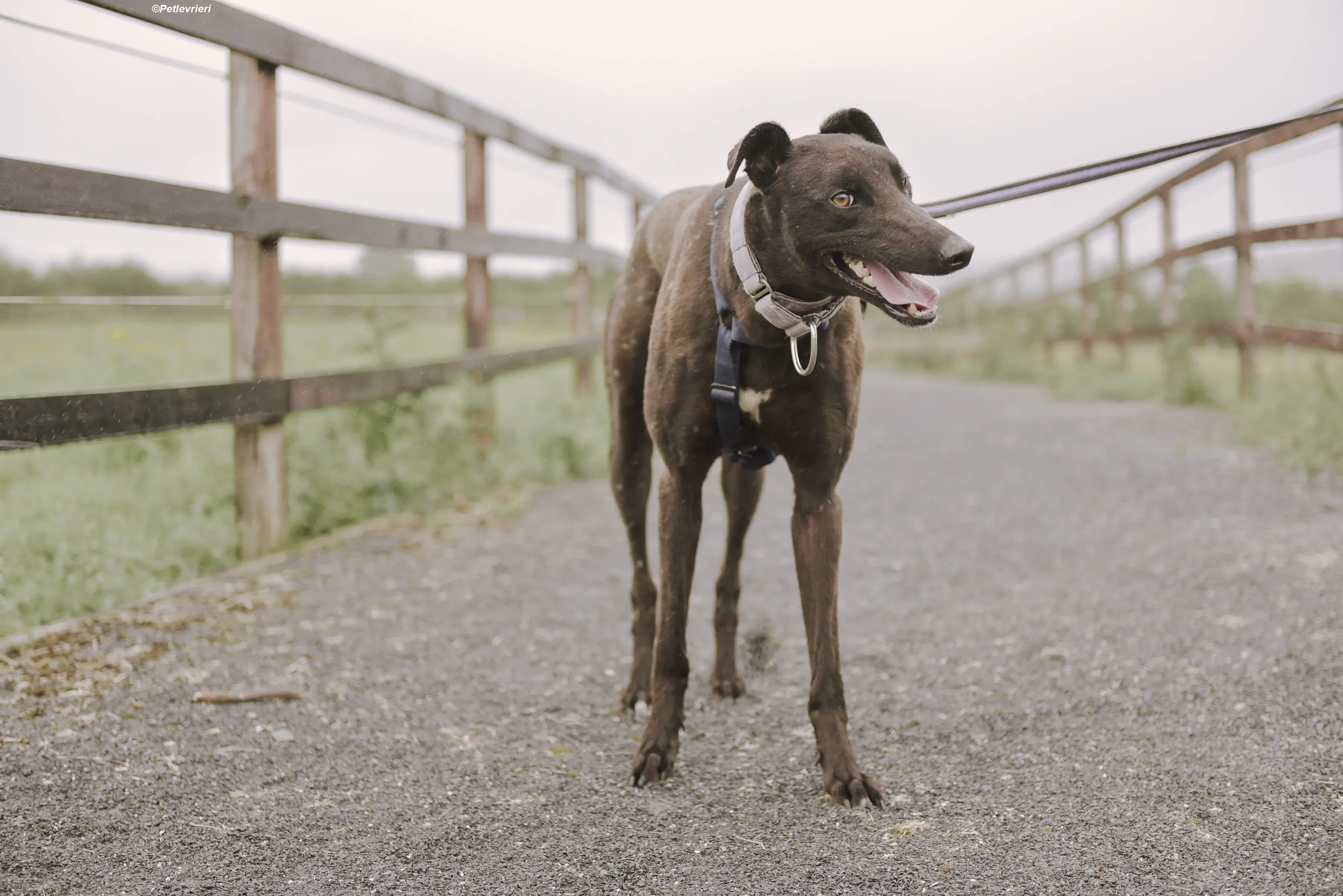 tom adozione levrieri greyhound 4