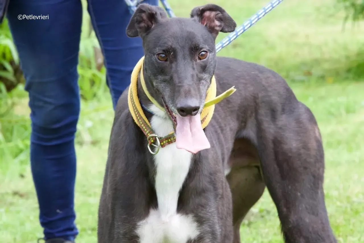 tom adozione levrieri greyhound 5 1