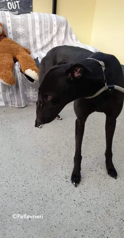 tom adozione levrieri greyhound 5