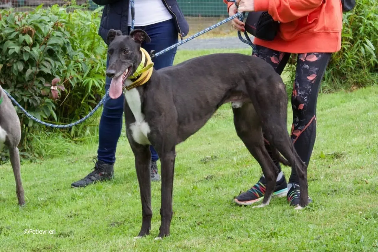 tom adozione levrieri greyhound 6 1