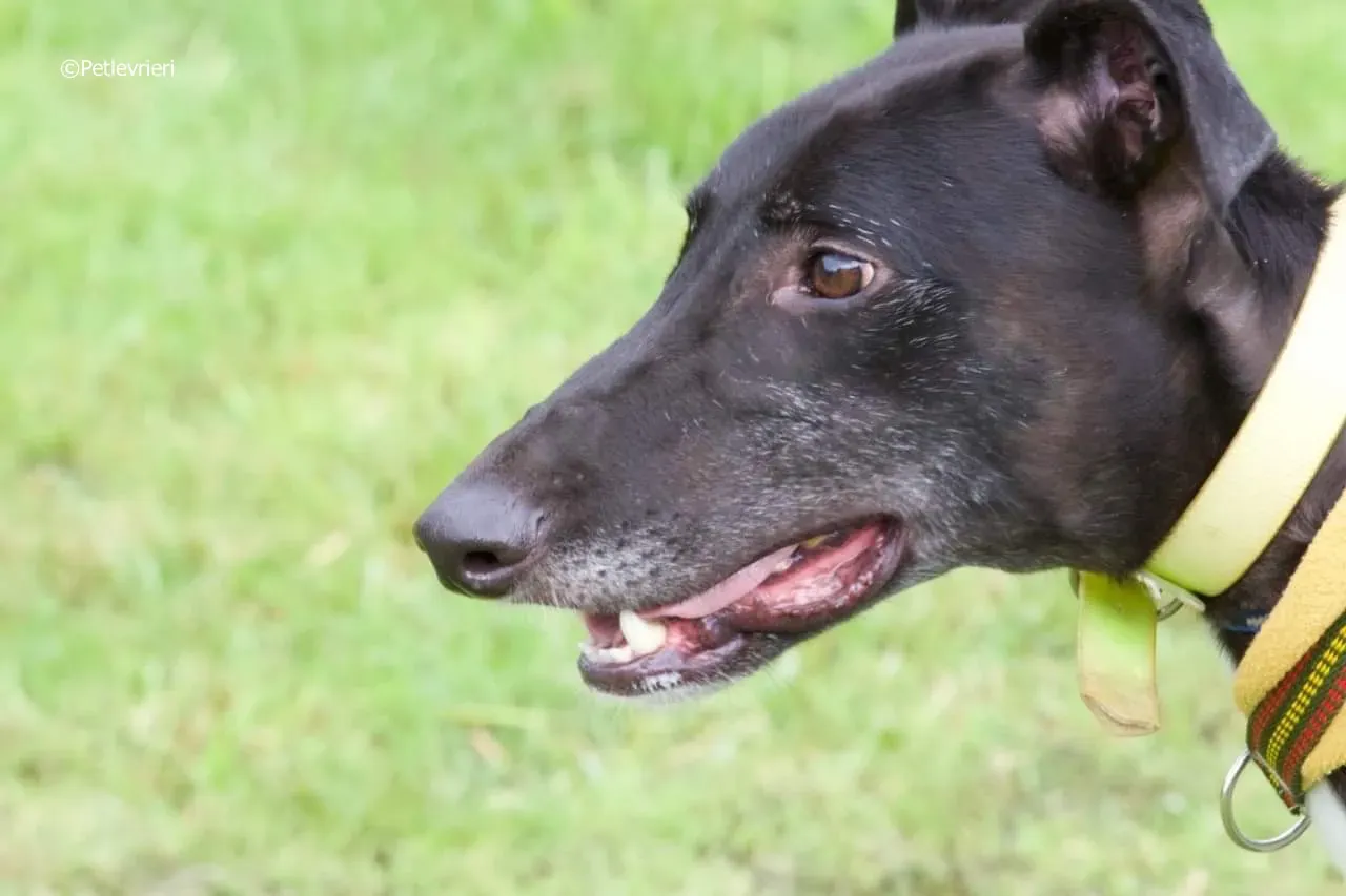 tom adozione levrieri greyhound 7 2