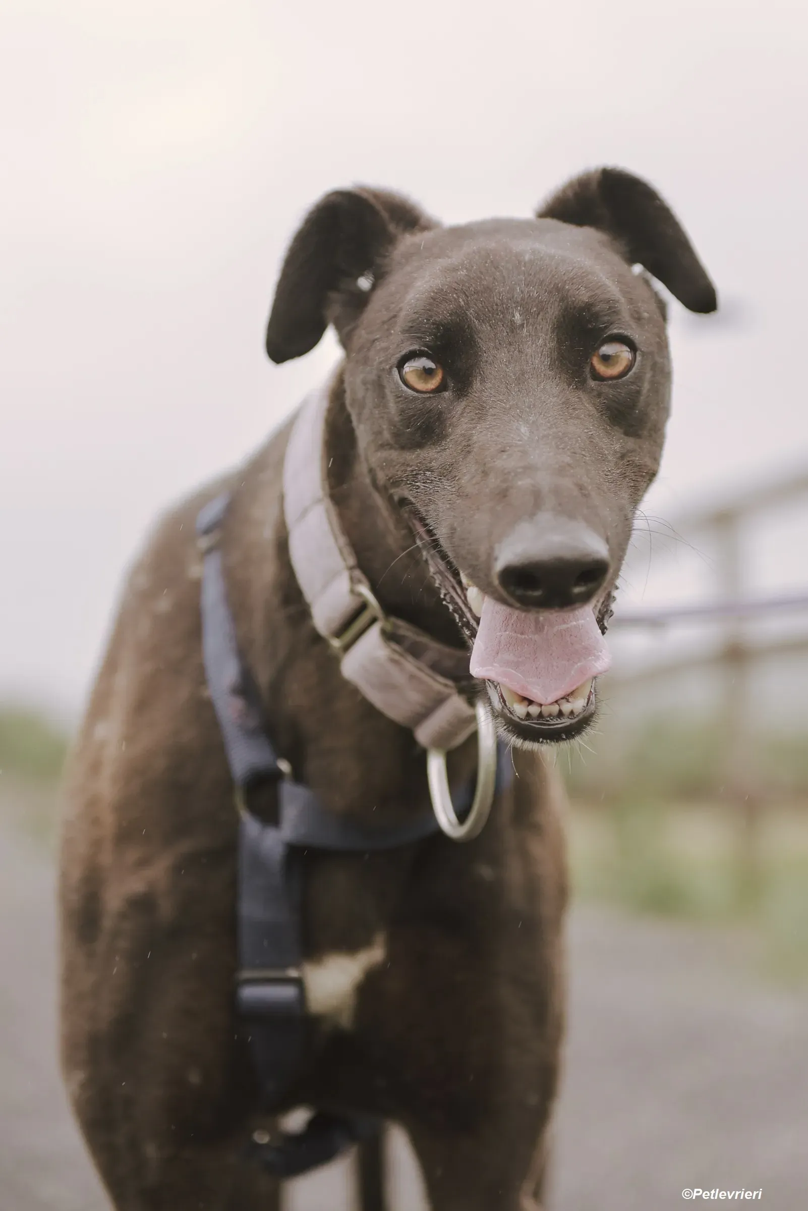 tom adozione levrieri greyhound 7