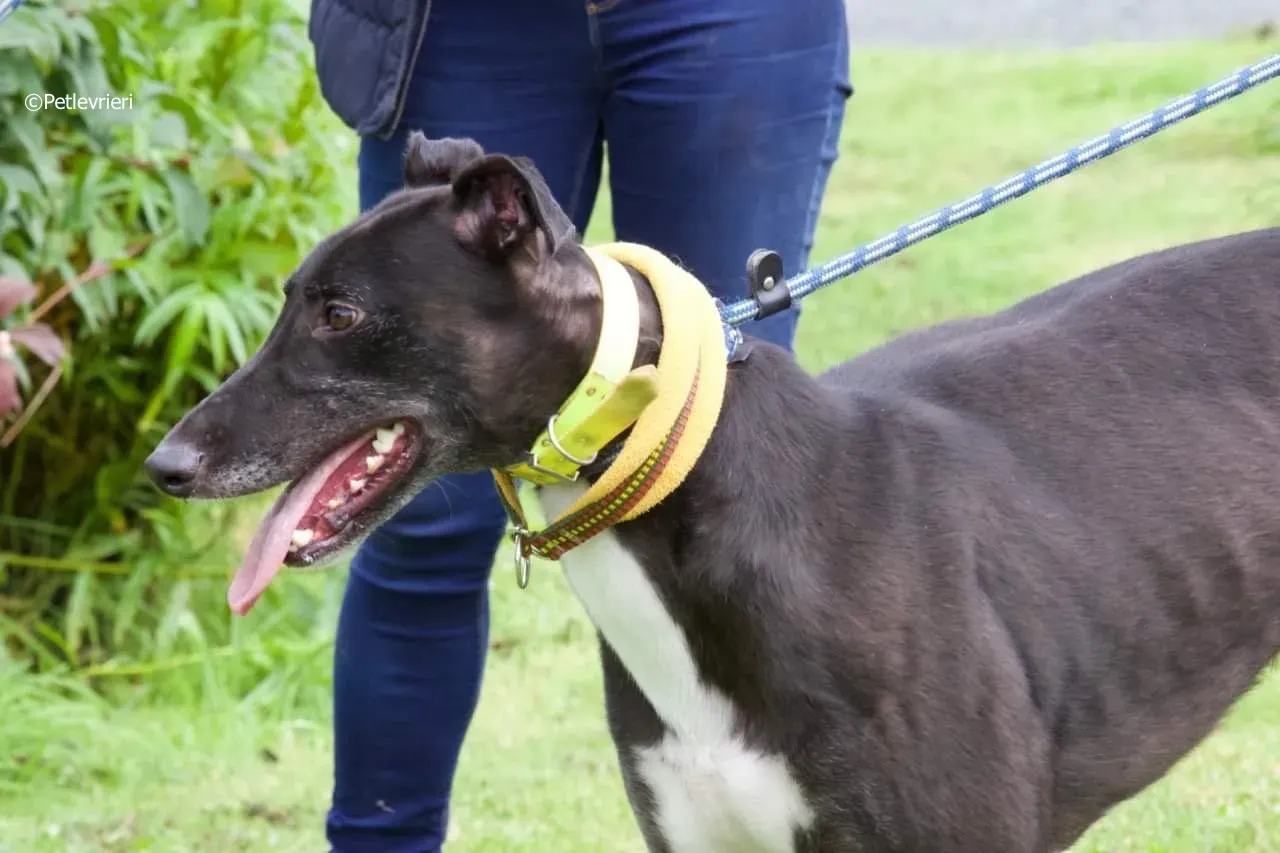 tom adozione levrieri greyhound 8 1