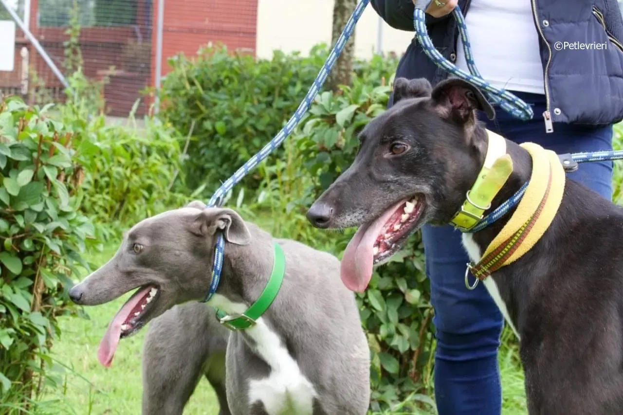 tom adozione levrieri greyhound 9 1