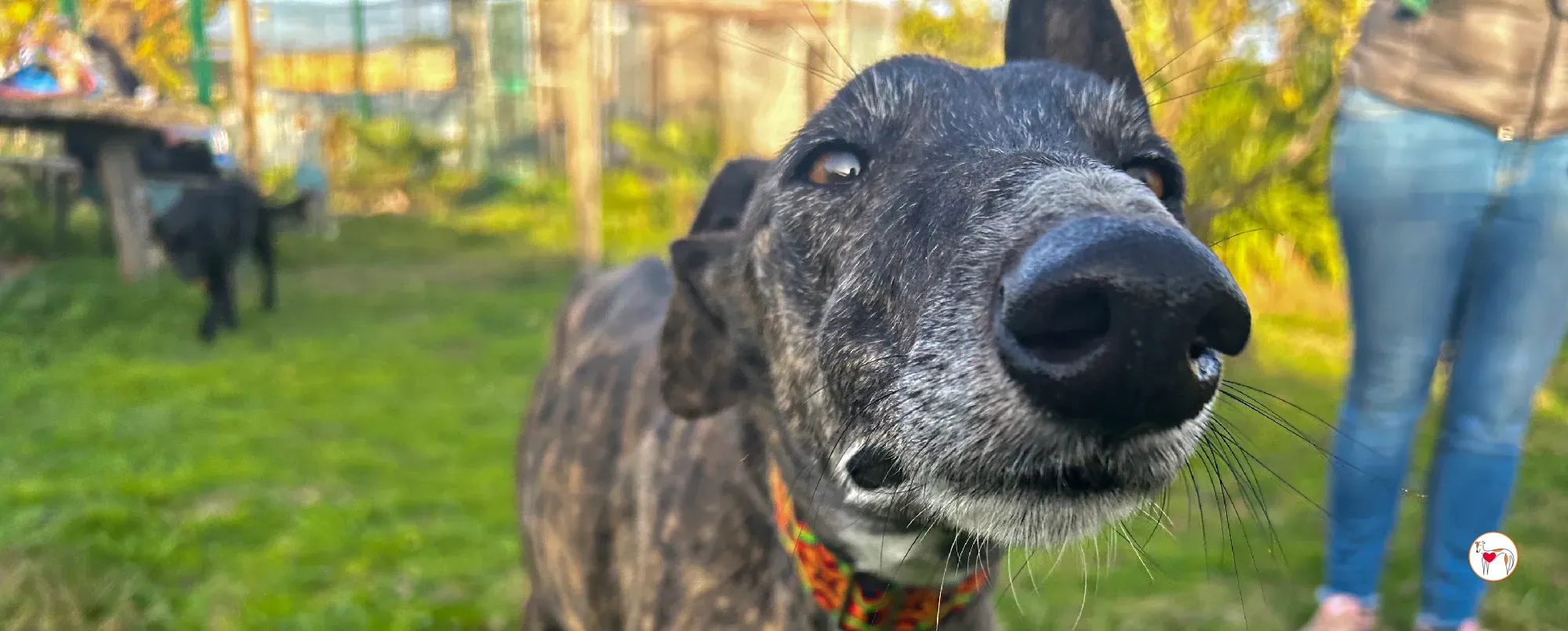 tomasa galgo adozione 00 copertina a