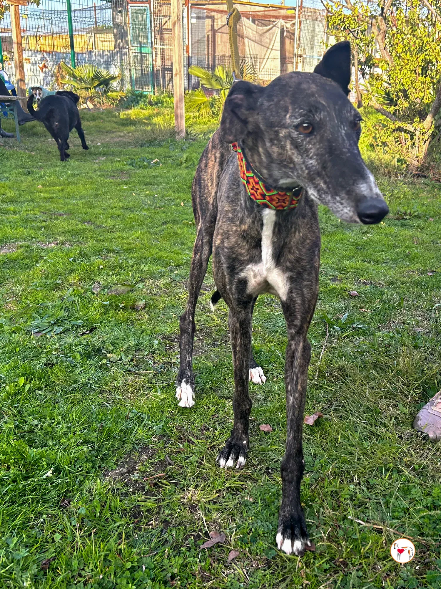 tomasa galgo adozione 01