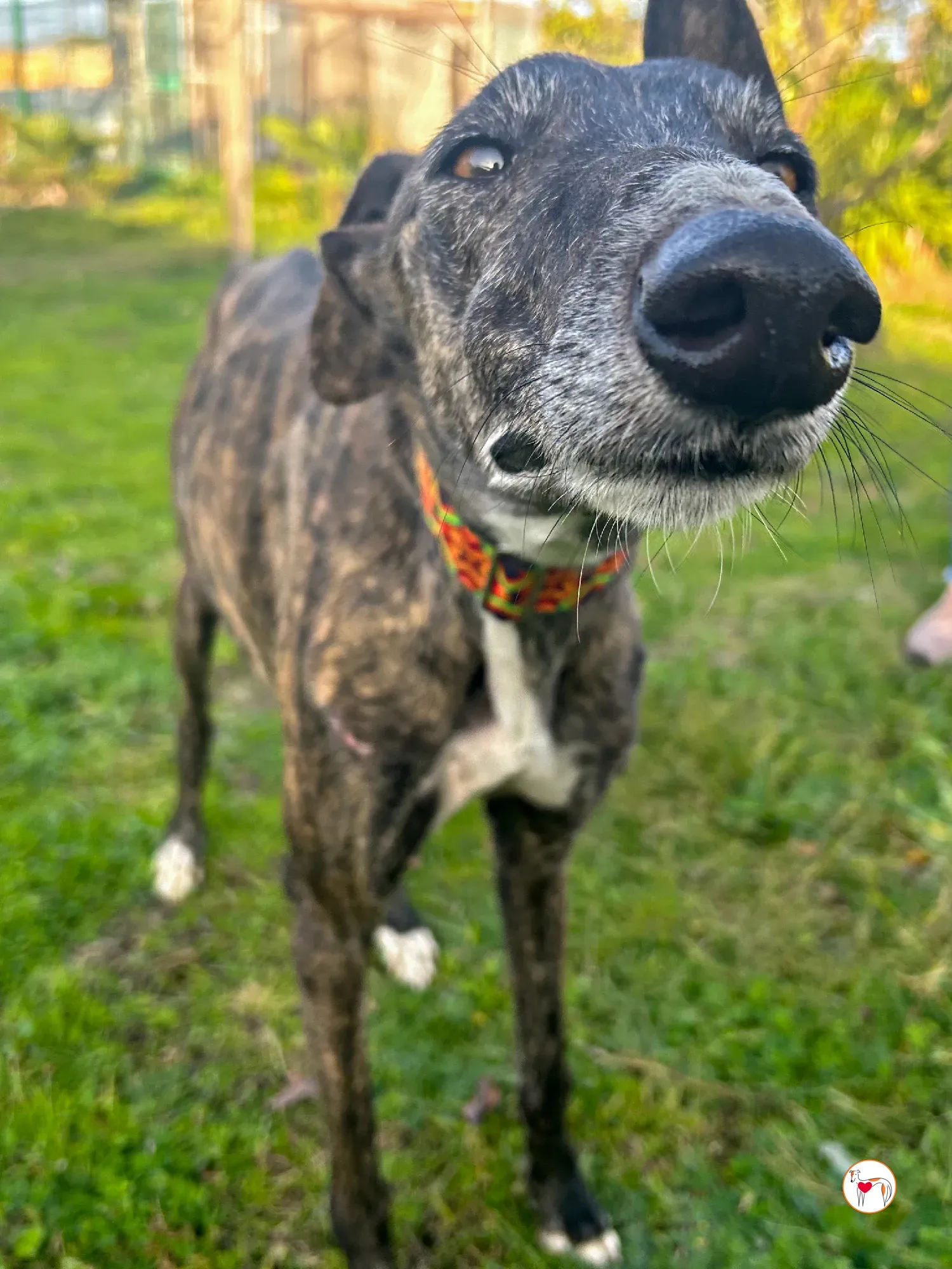 tomasa galgo adozione 02