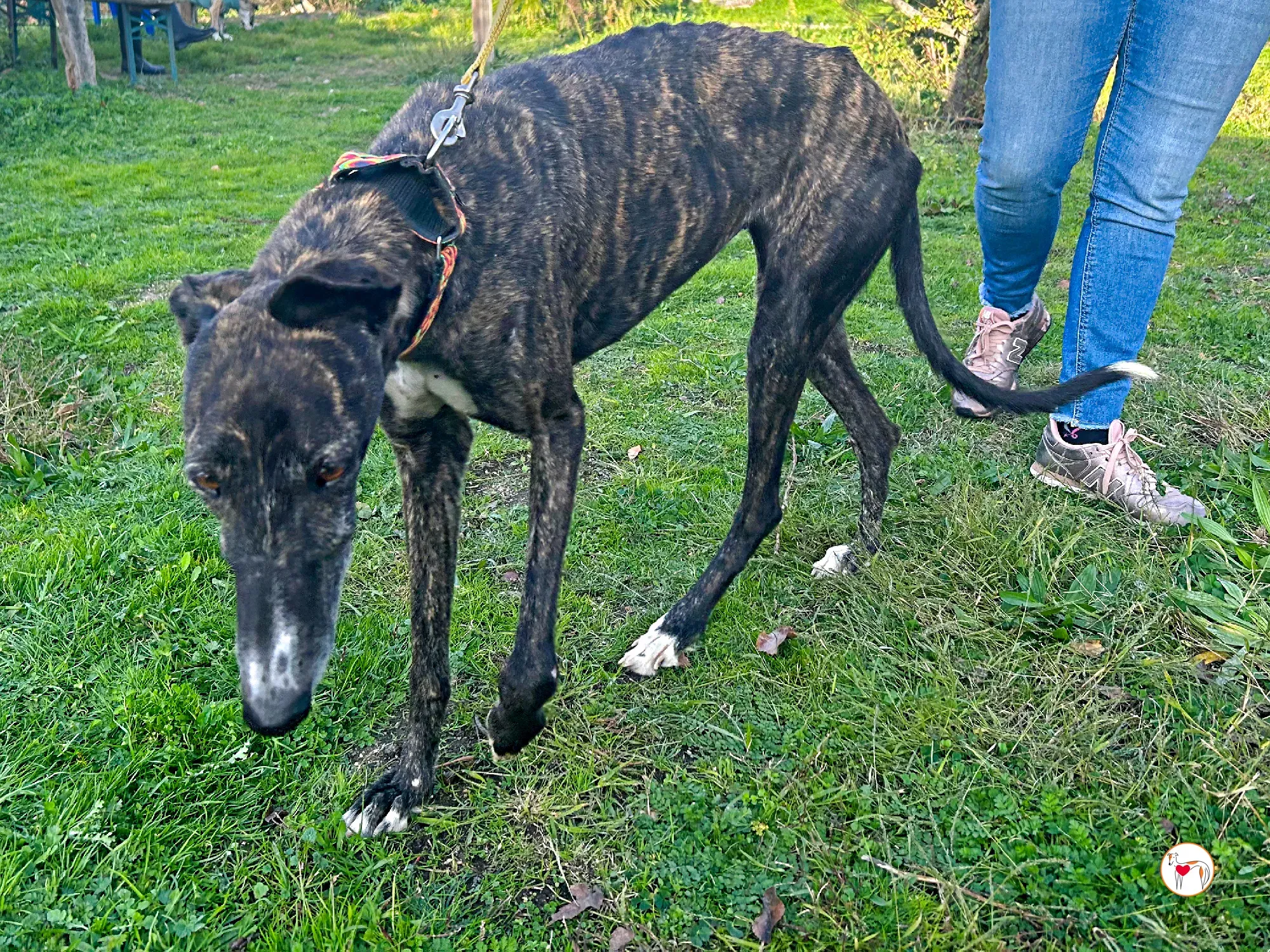 tomasa galgo adozione 03