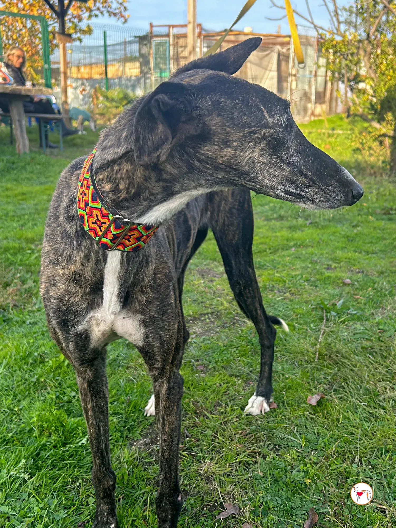 tomasa galgo adozione 04