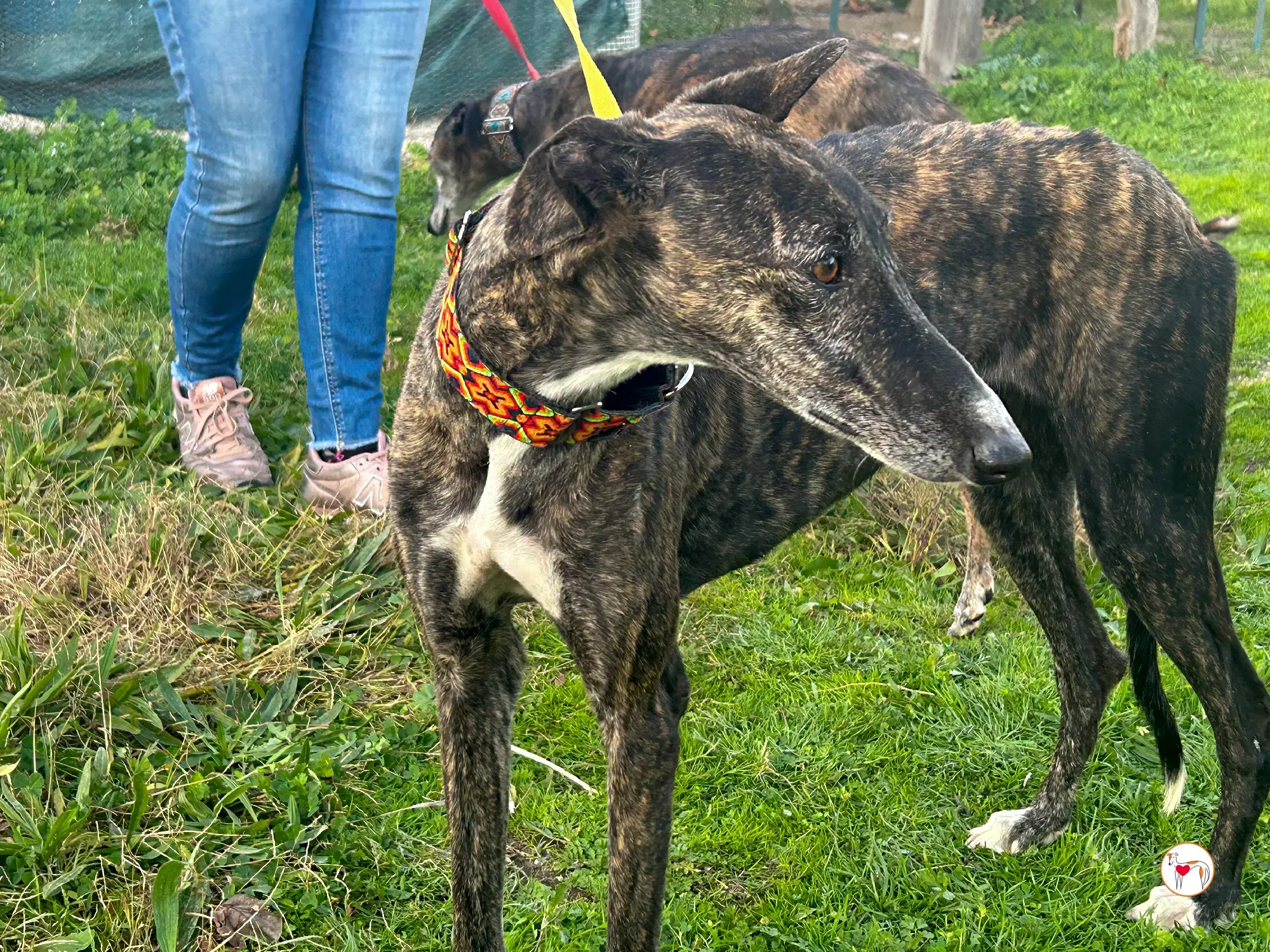 tomasa galgo adozione 05