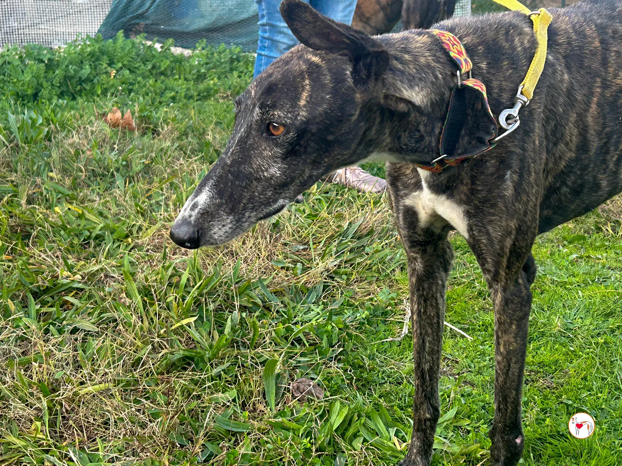 tomasa galgo adozione 06