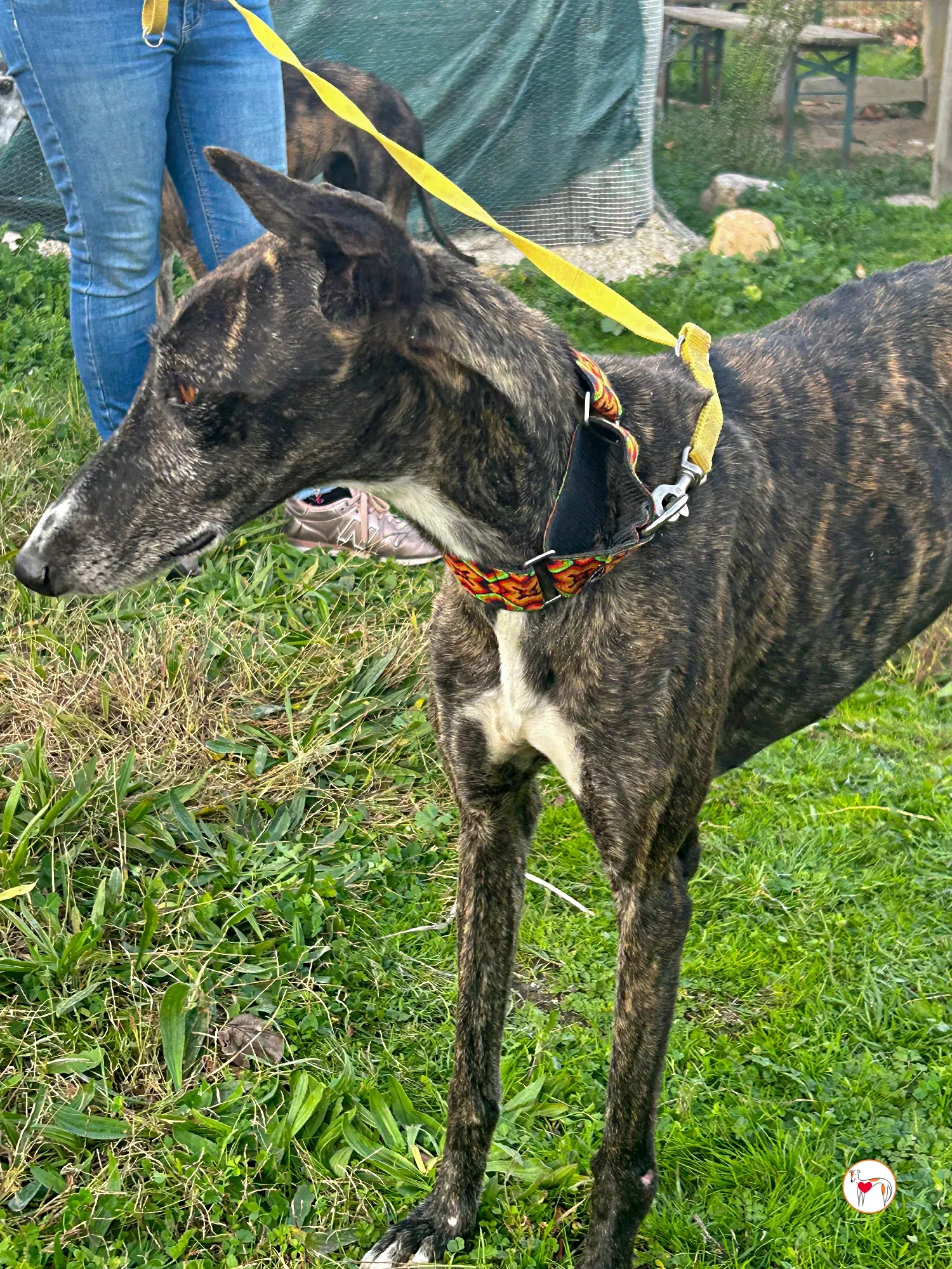 tomasa galgo adozione 07