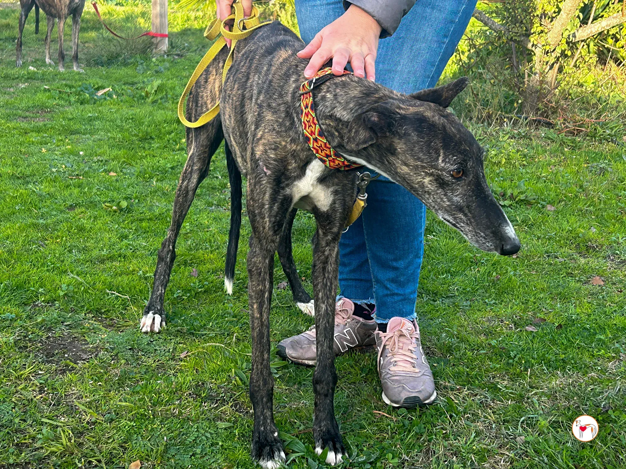 tomasa galgo adozione 08