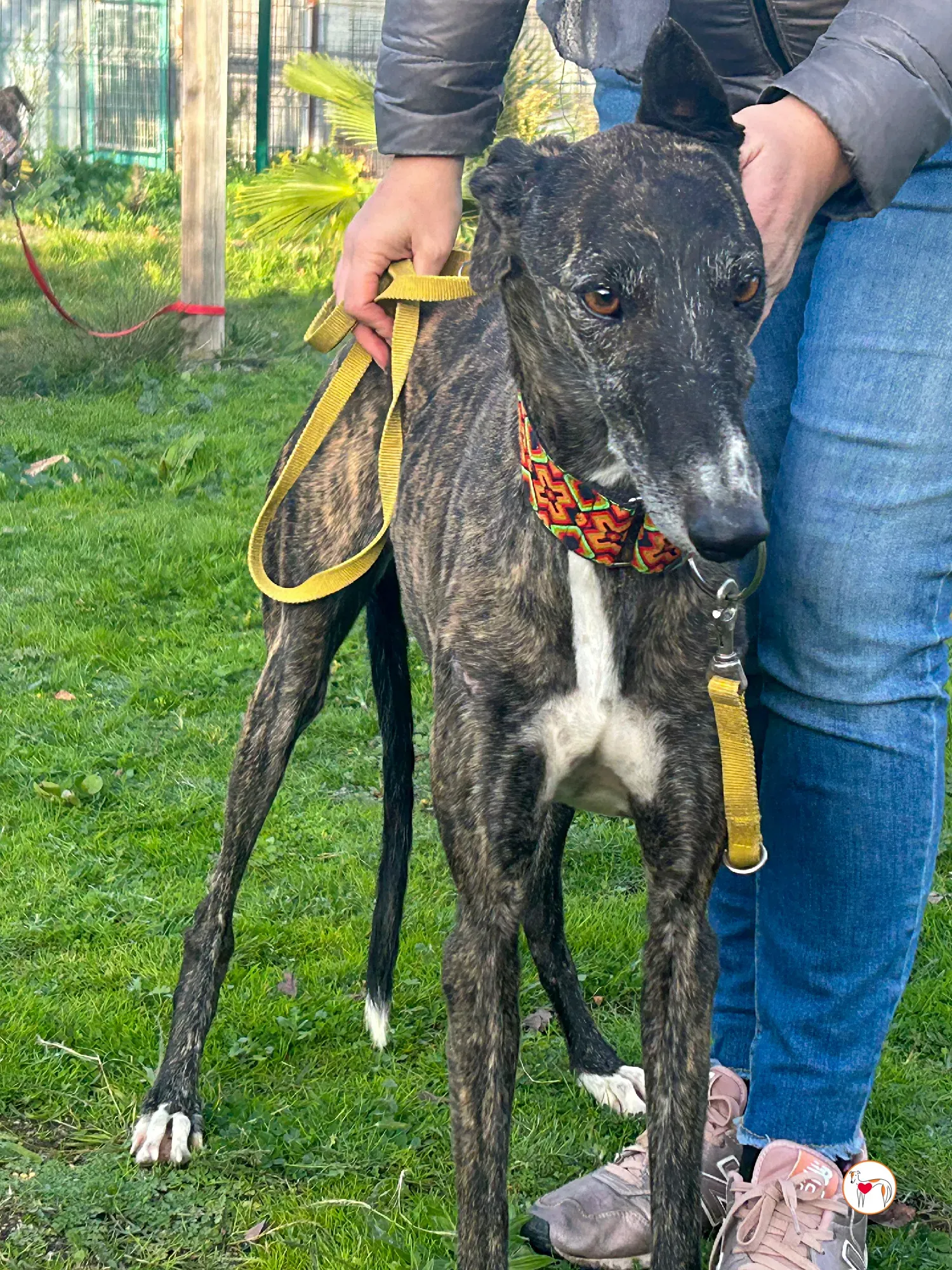 tomasa galgo adozione 09