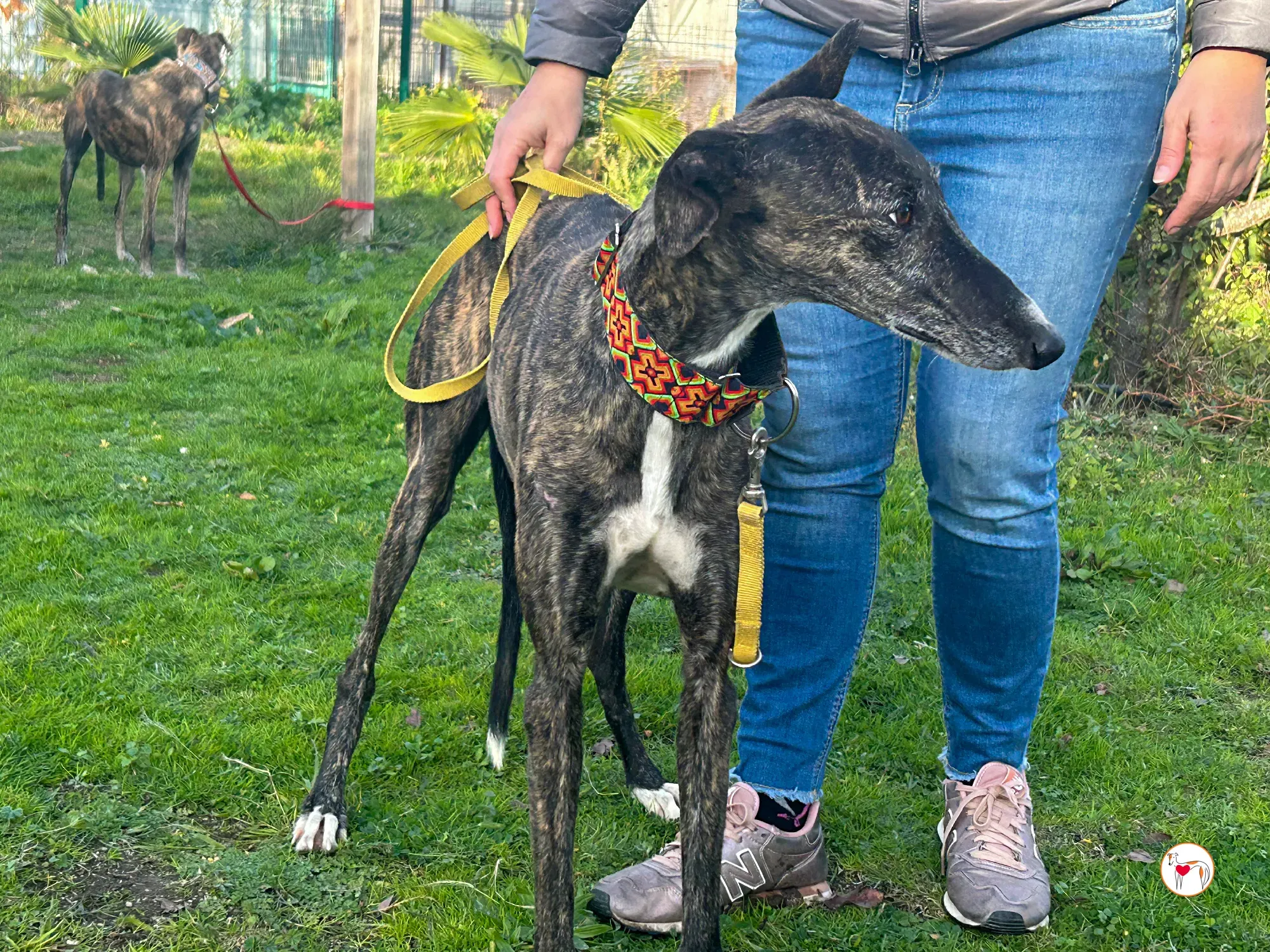 tomasa galgo adozione 10