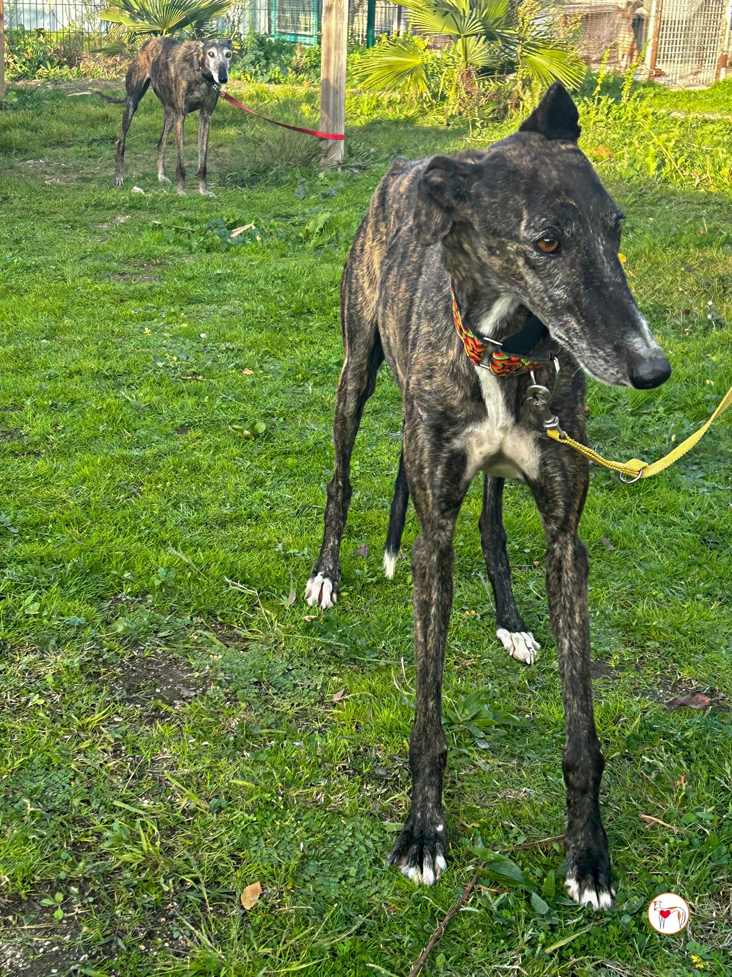 tomasa galgo adozione 11