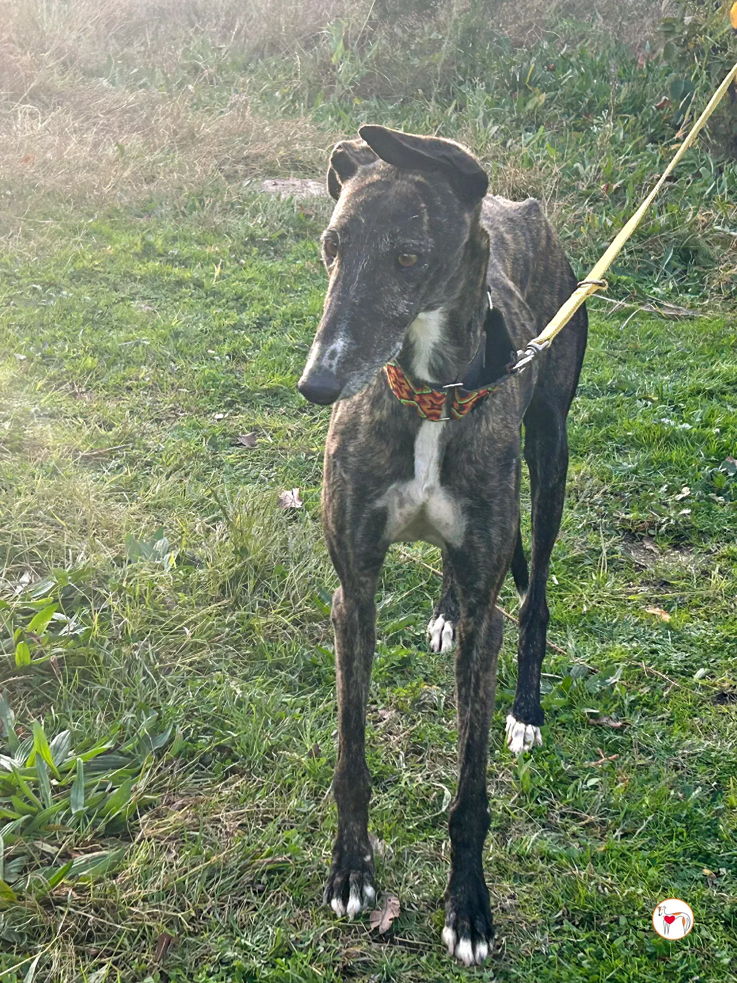 tomasa galgo adozione 12