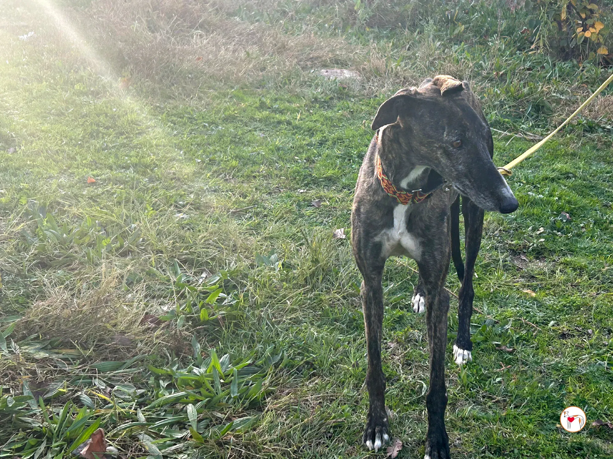 tomasa galgo adozione 13