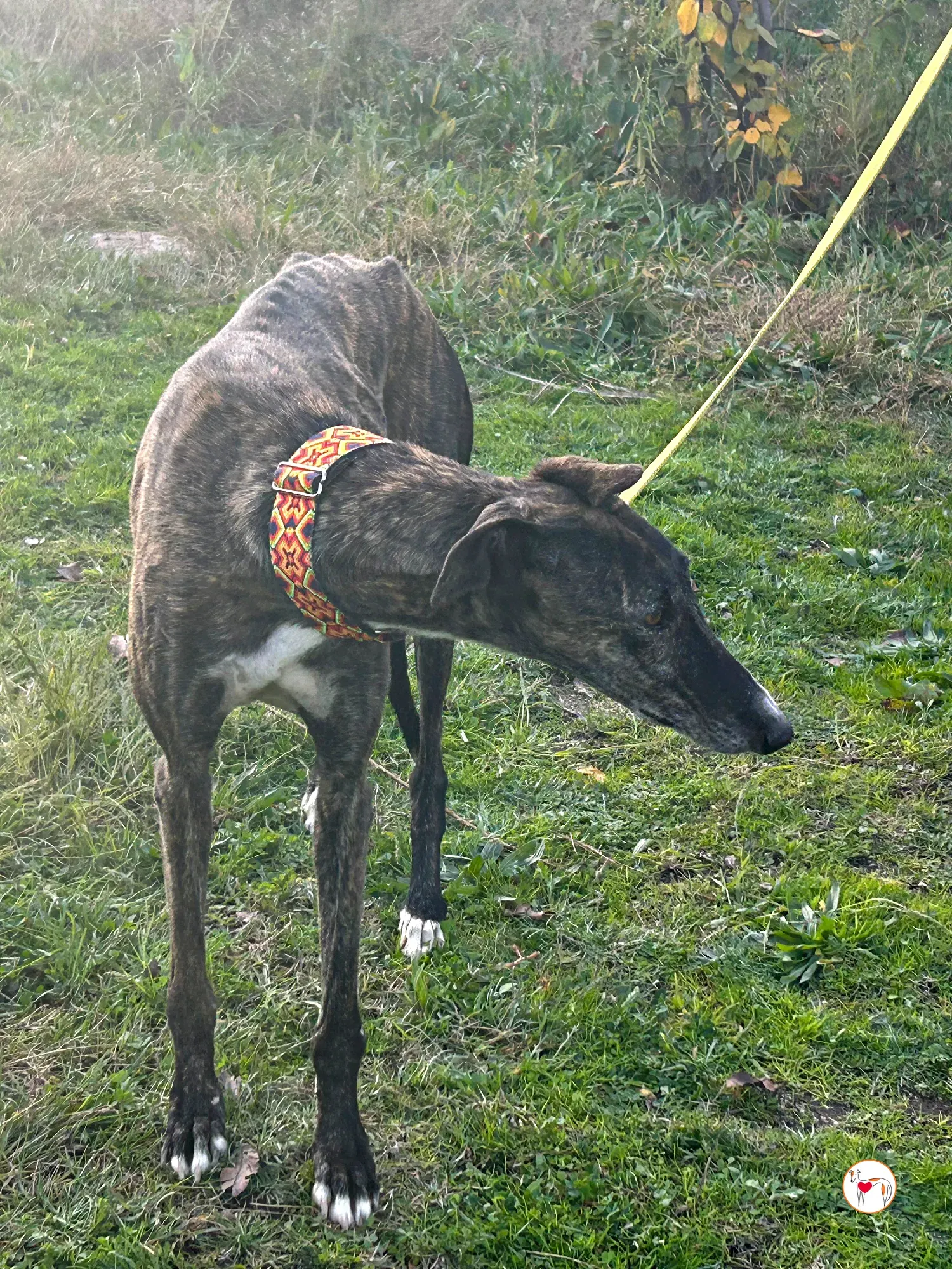 tomasa galgo adozione 14