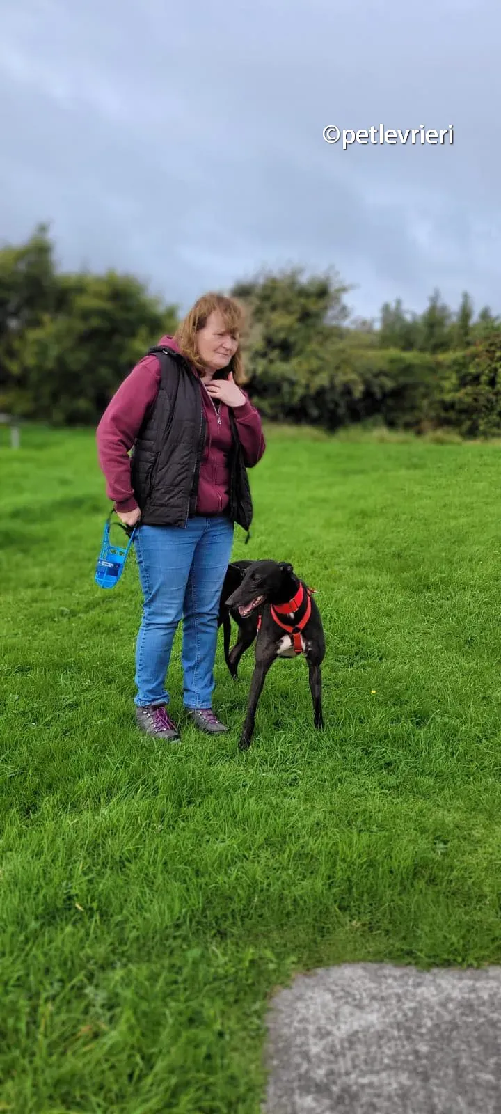 tombola greyhound adozione pet levrieri 01