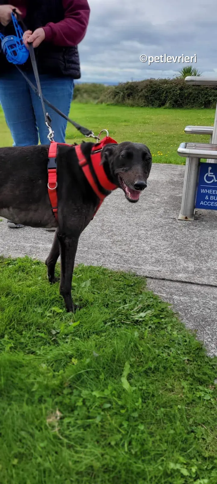 tombola greyhound adozione pet levrieri 02