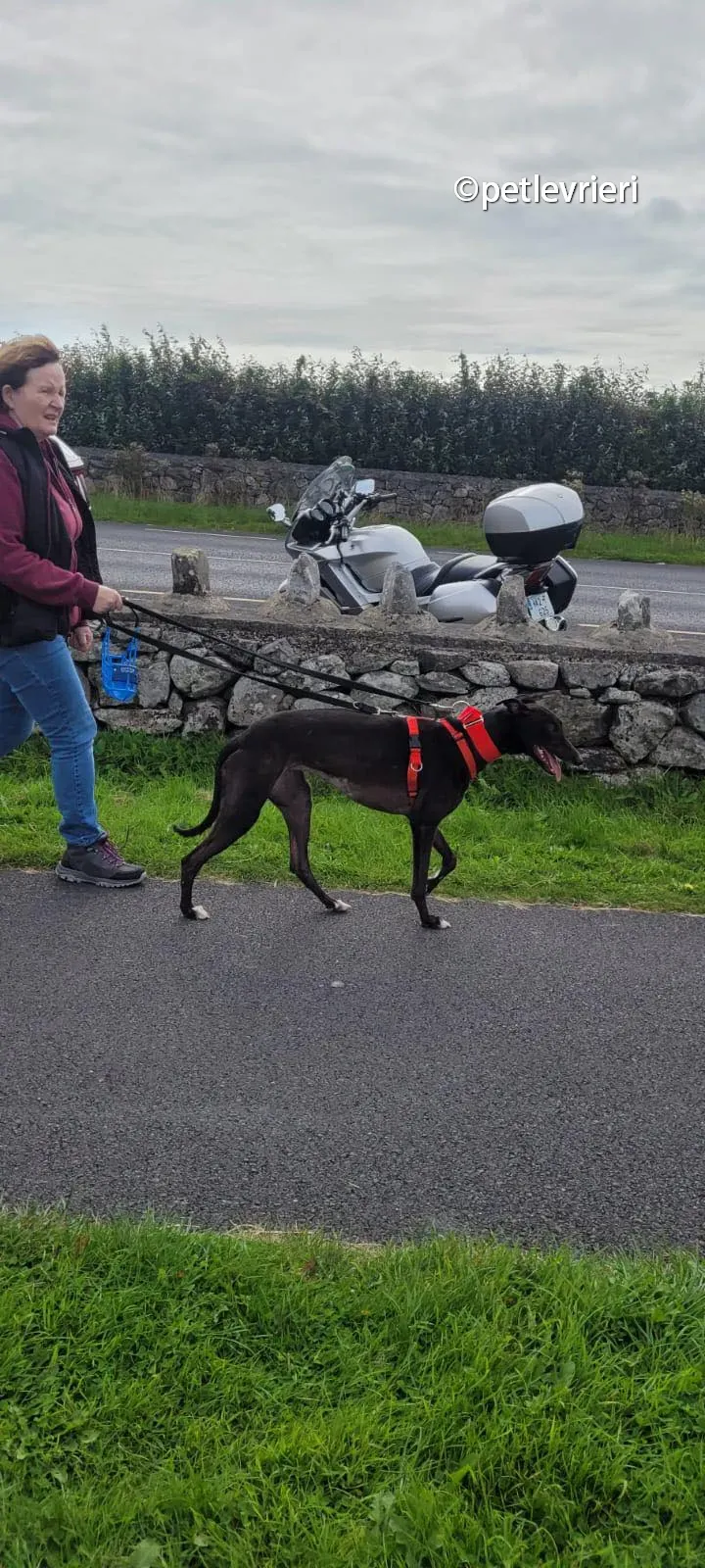 tombola greyhound adozione pet levrieri 03