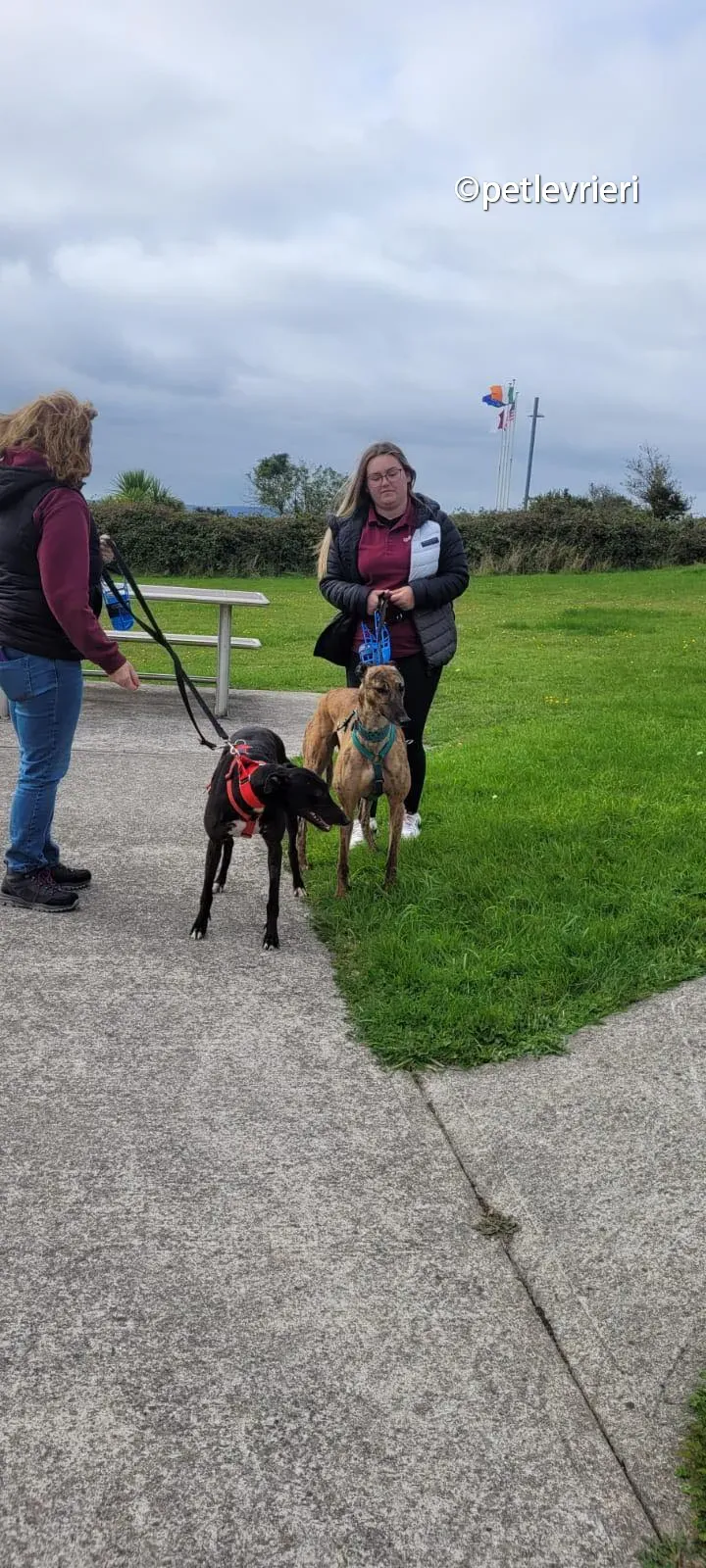 tombola raffle greyhound adozione pet levrieri 01