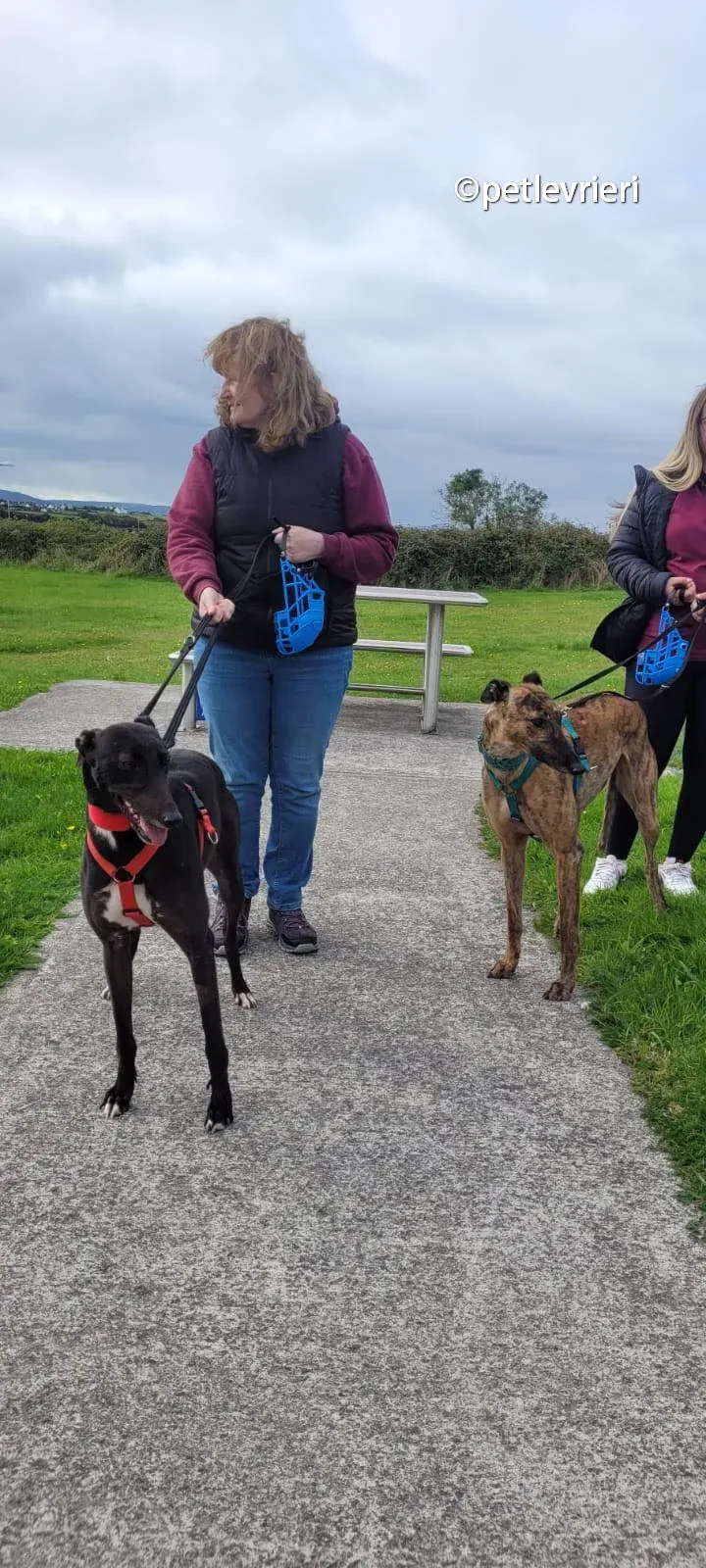 tombola raffle greyhound adozione pet levrieri 02 1