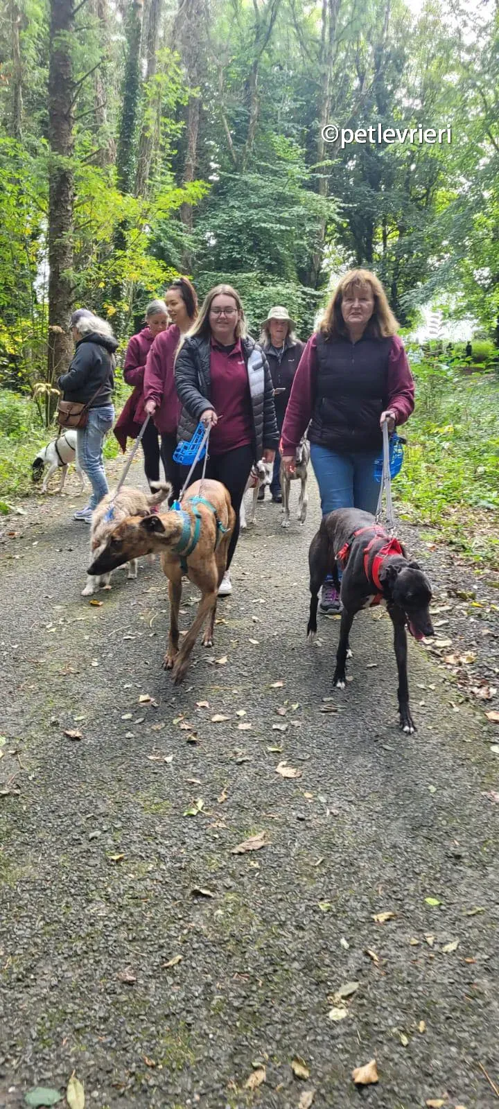 tombola raffle greyhound adozione pet levrieri 03 1