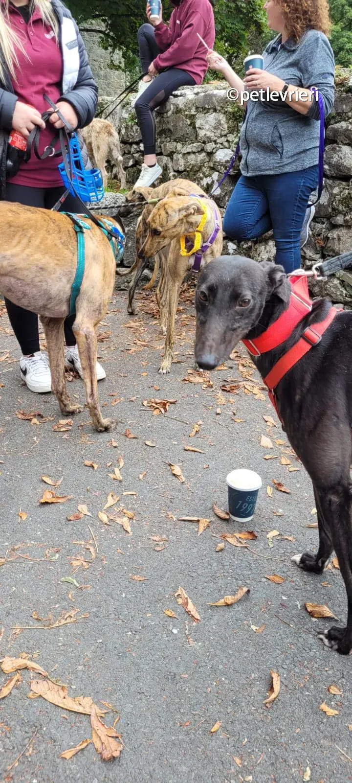 tombola raffle greyhound adozione pet levrieri 04 1